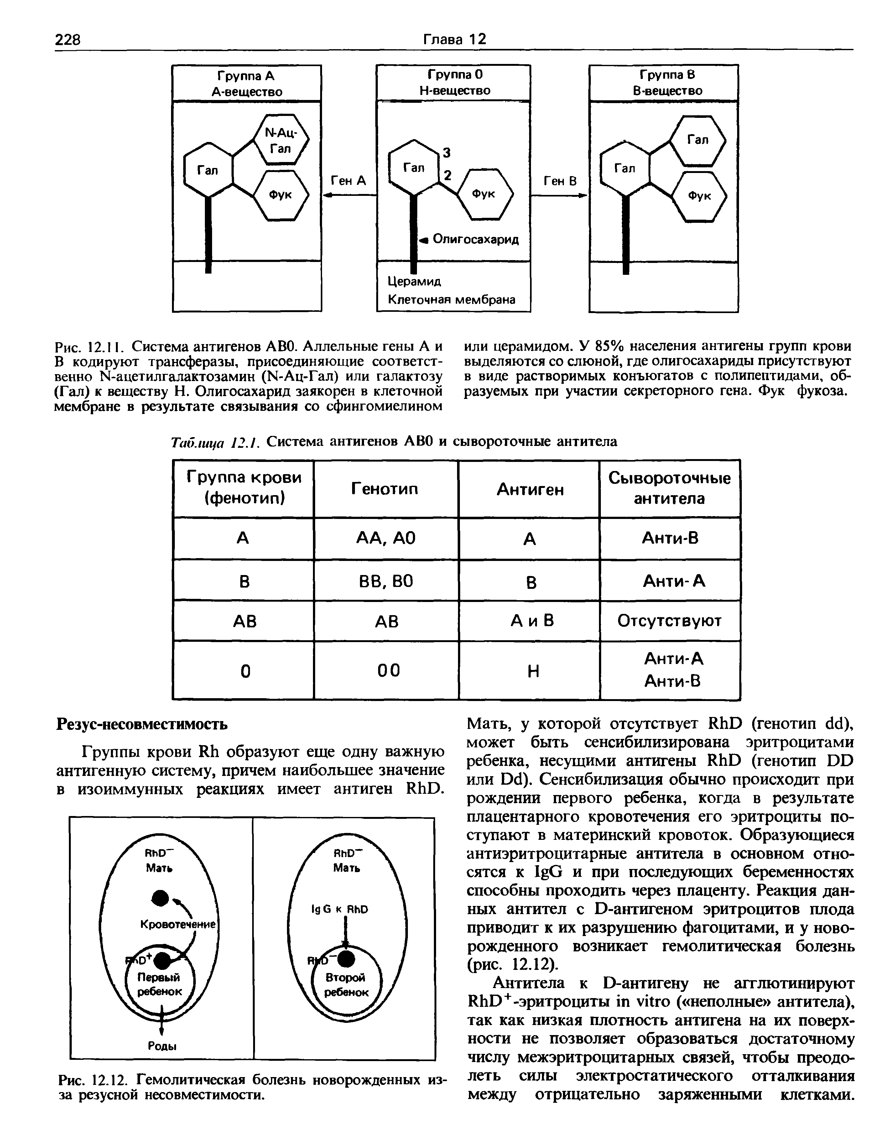 Рис. 12.11. Система антигенов ABO. Аллельные гены А и В кодируют трансферазы, присоединяющие соответственно N-ацетилгалактозамин (N-Ац-Гал) или галактозу (Гал) к веществу Н. Олигосахарид заякорен в клеточной мембране в результате связывания со сфингомиелином...
