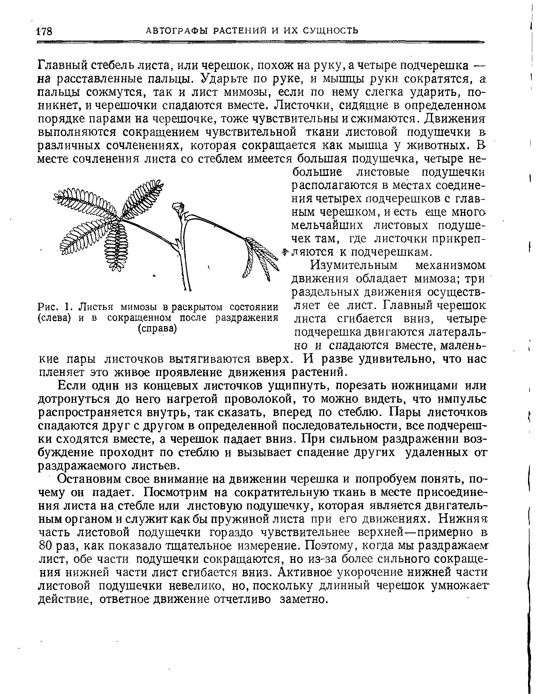 Рис. 1. Листья мимозы в раскрытом состоянии ляет ее лист. Главный черешок (слева) и в сокращенном после раздражения листа сгибается вниз, четыре-(справа) подчерешка двигаются латераль-...