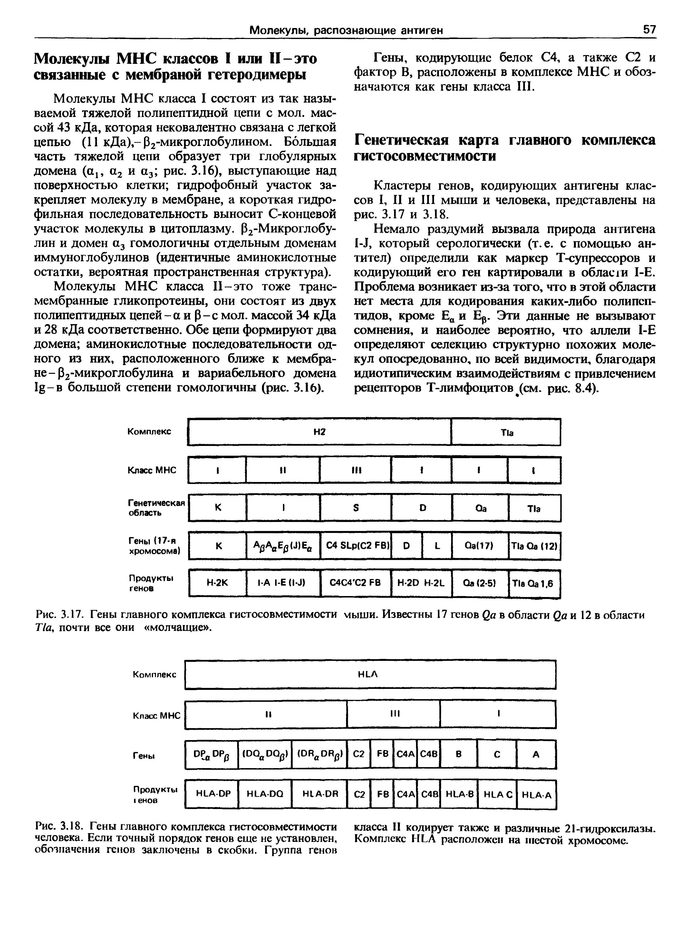 Рис. 3.18. Гены главного комплекса гистосовместимости класса II кодирует также и различные 21-гидроксилазы, человека. Если точный порядок генов еще не установлен. Комплекс HLA расположен на шестой хромосоме, обозначения генов заключены в скобки. Группа генов...