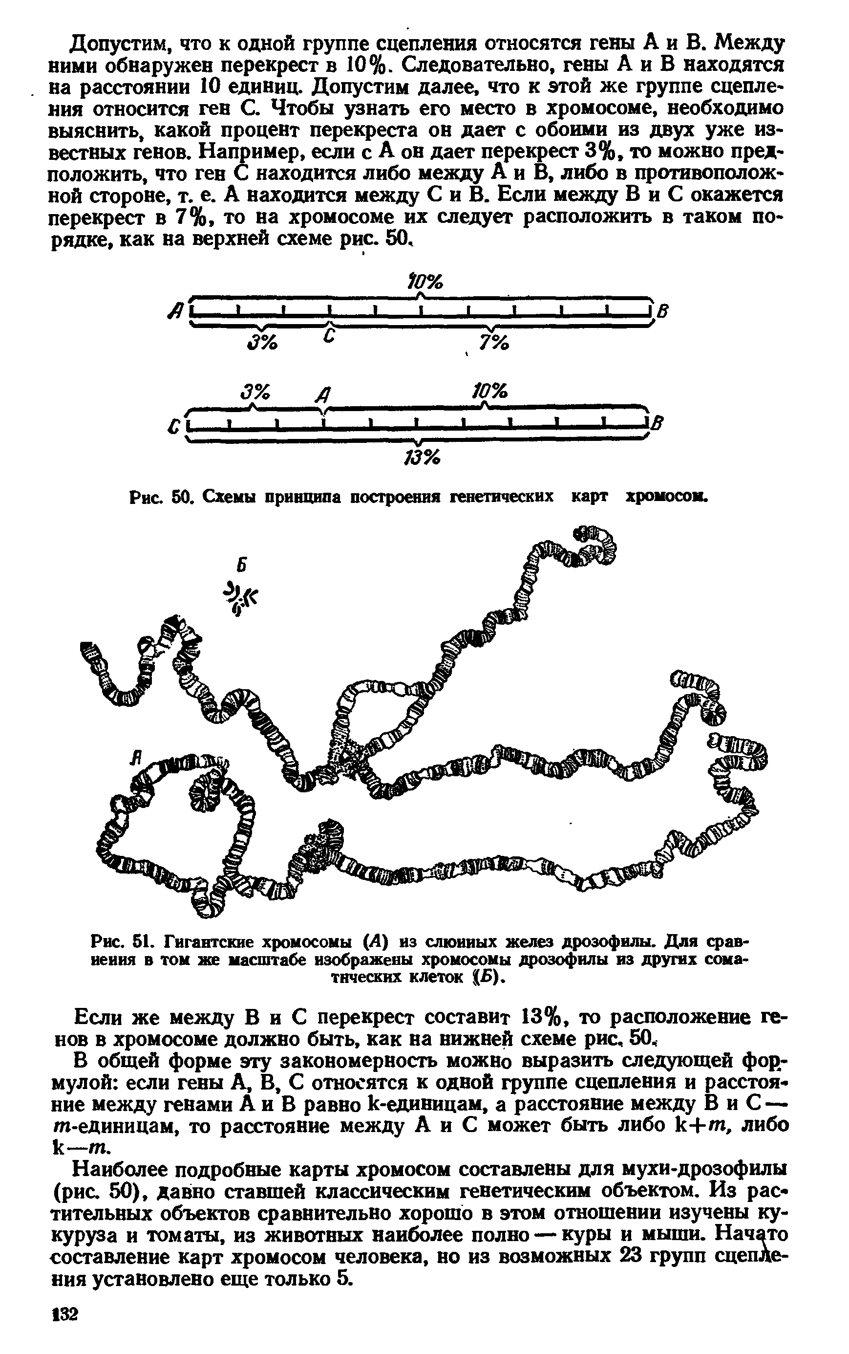 Рис. 51. Гигантские хромосомы (А) из слюнных желез дрозофилы. Для сравнения в том же масштабе изображены хромосомы дрозофилы из других соматических клеток ).