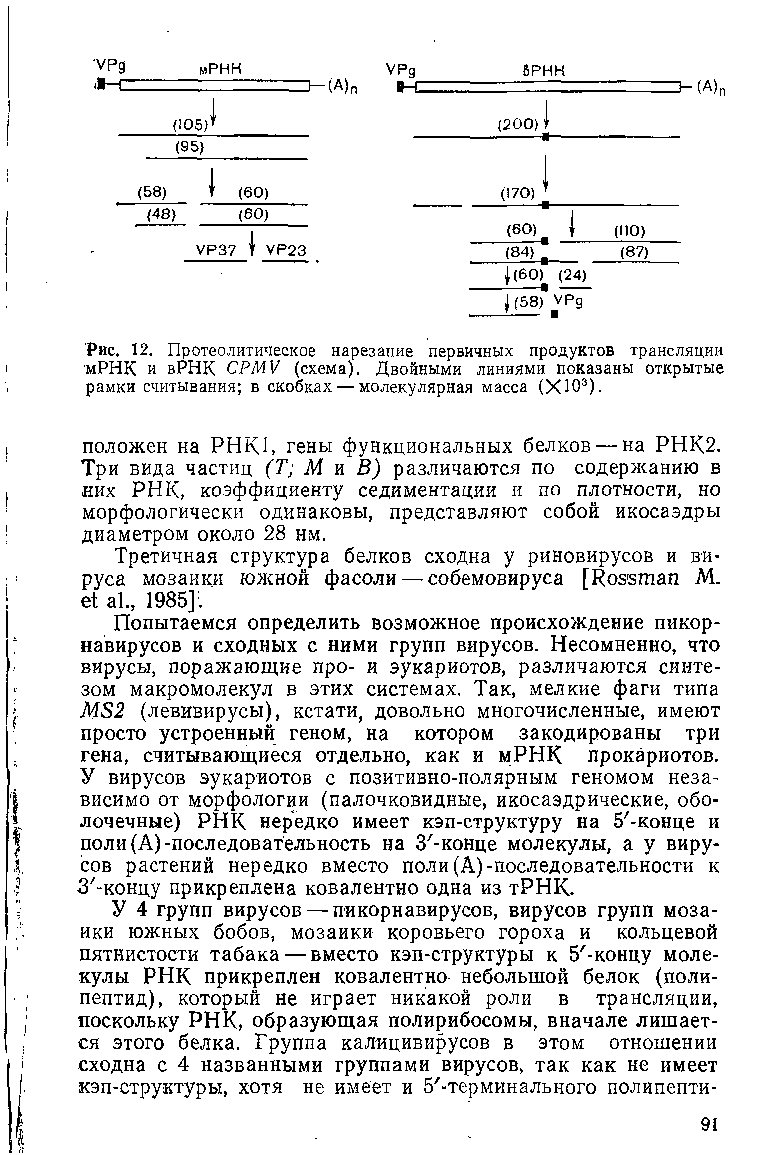 Рис. 12. Протеолитическое нарезание первичных продуктов трансляции мРНК и вРНК СРМУ (схема). Двойными линиями показаны открытые рамки считывания в скобках — молекулярная масса (ХЮ3).