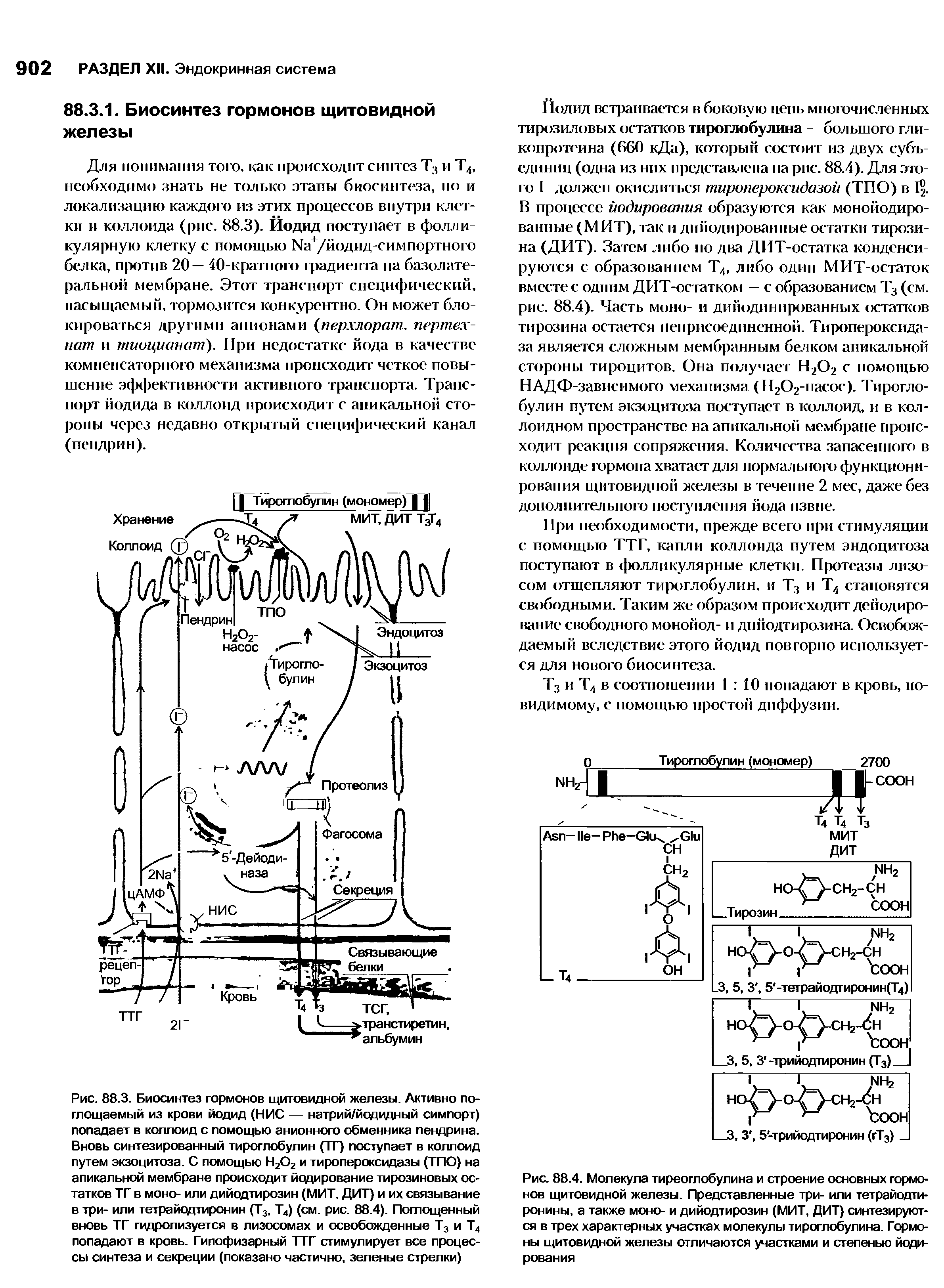 Рис. 88.4. Молекула тиреоглобулина и строение основных гормонов щитовидной железы. Представленные три- или тетрайодти-ронины, а также моно- и дийодтирозин (МИТ, ДИТ) синтезируются в трех характерных участках молекулы тироглобулина. Гормоны щитовидной железы отличаются участками и степенью йодирования...