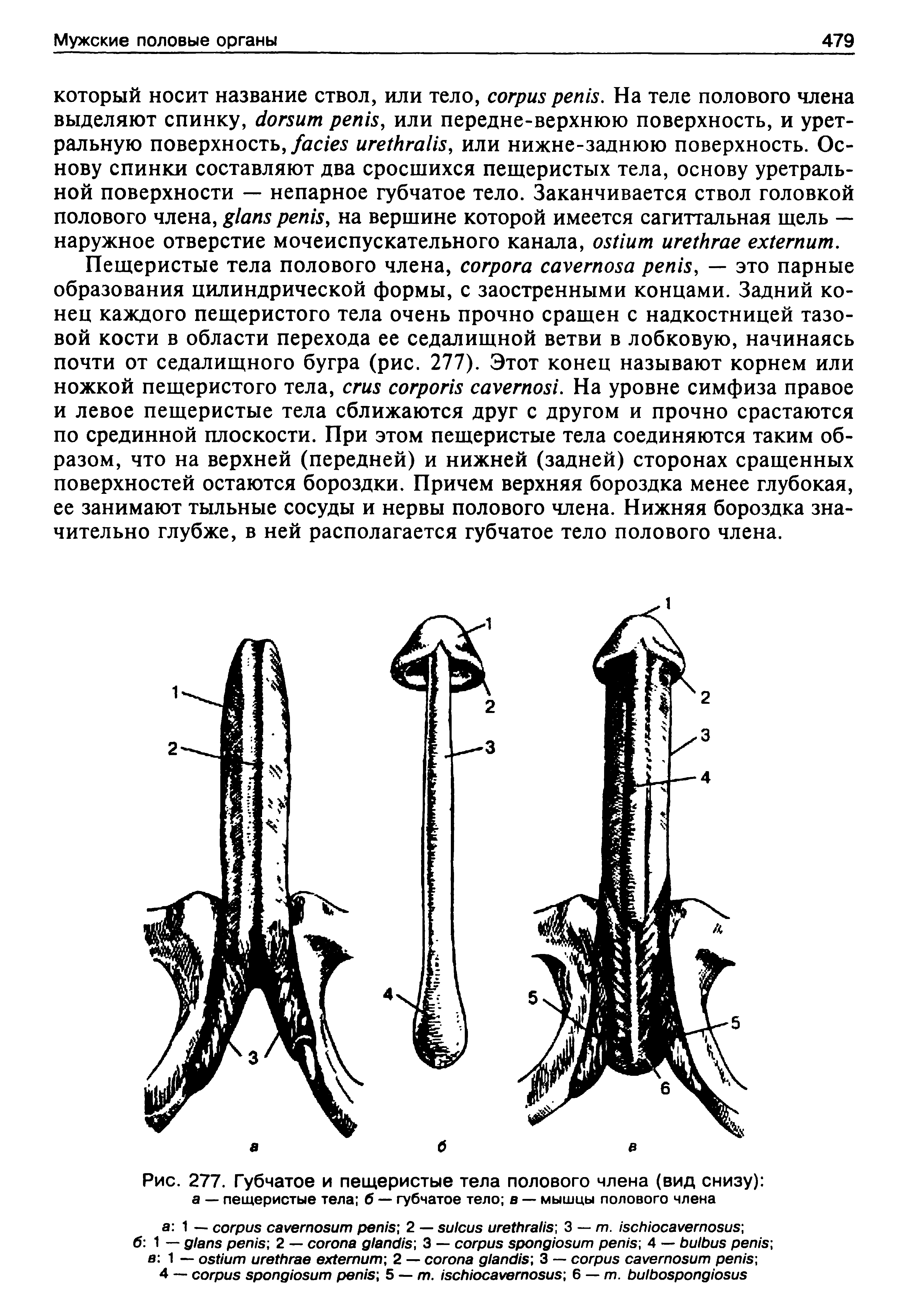 Рис. 277. Губчатое и пещеристые тела полового члена (вид снизу) а — пещеристые тела б — губчатое тело в — мышцы полового члена...