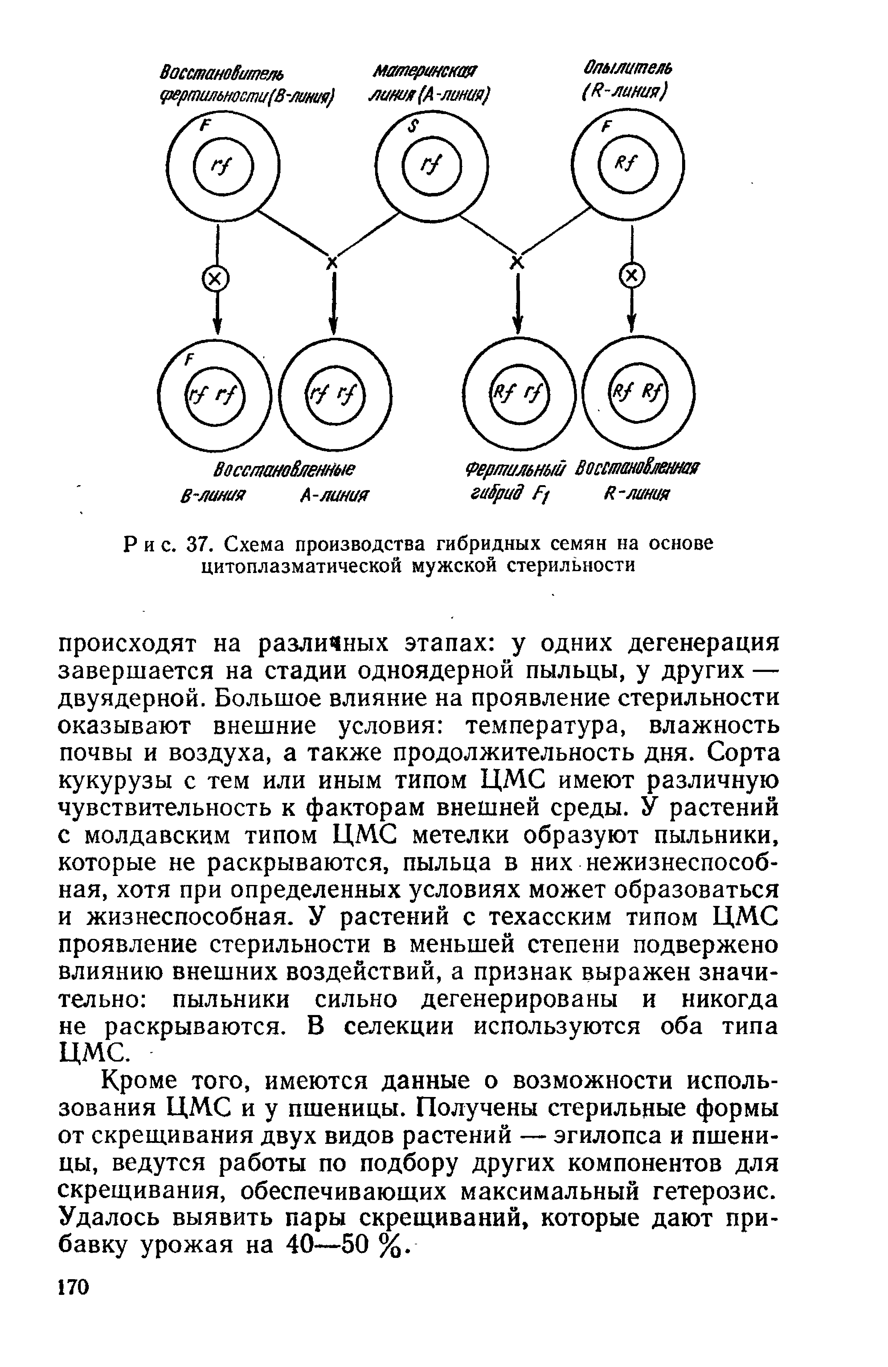 Рис. 37. Схема производства гибридных семян на основе цитоплазматической мужской стерильности...