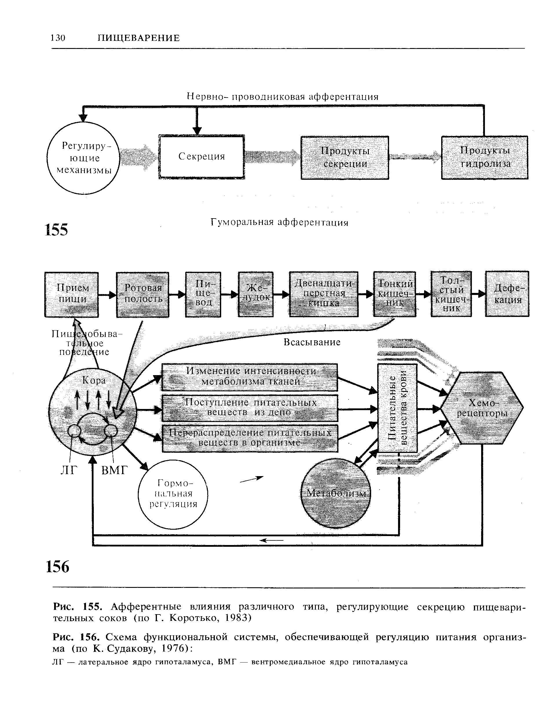 Рис. 156. Схема функциональной системы, обеспечивающей регуляцию питания организма (по К. Судакову, 1976) ...