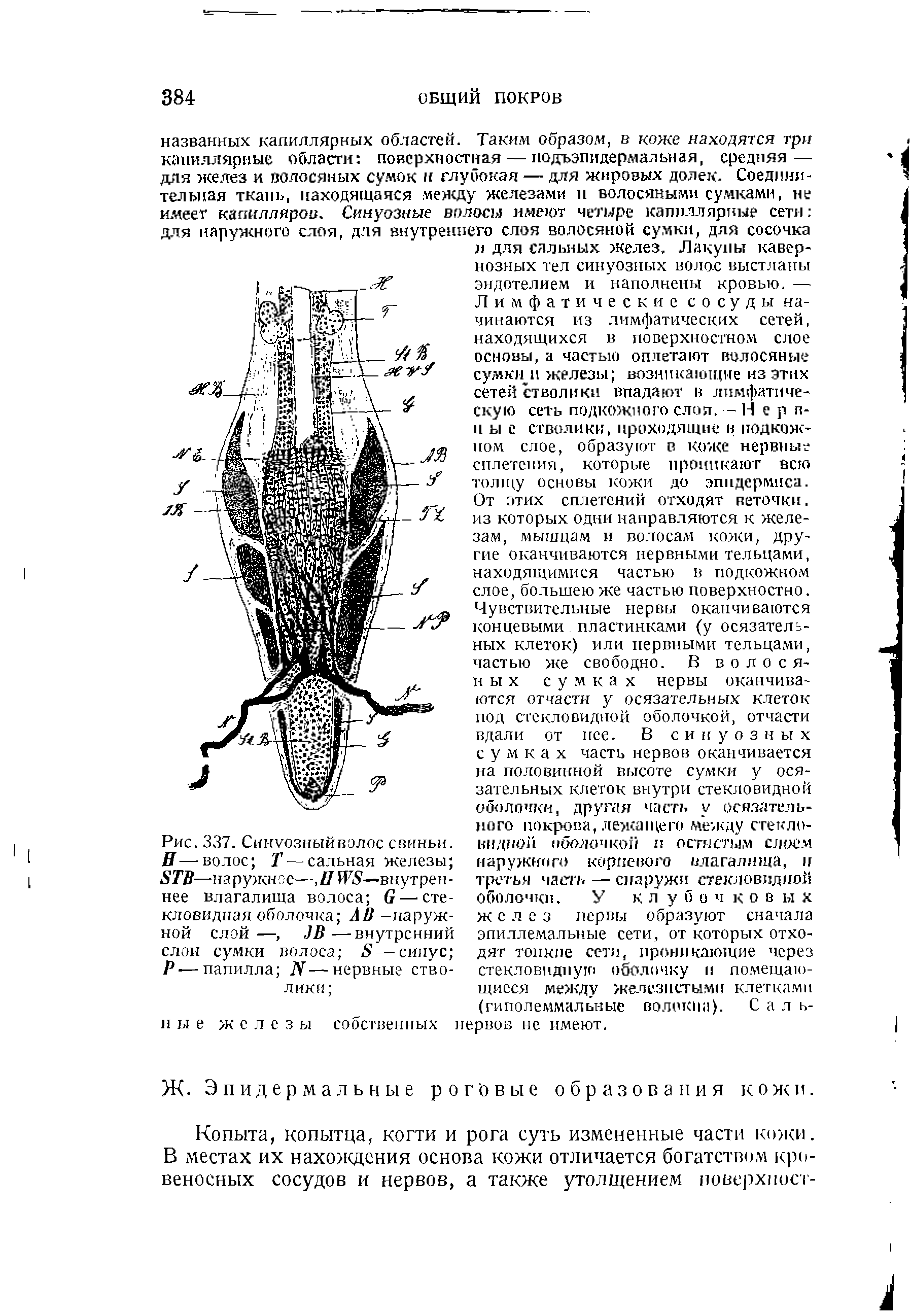Рис. 337. Синуозныйвэлос свиньи. В—волос Т — сальная железы 8ТВ—наружное—,BWS —внутреннее влагалища волоса 6 — стекловидная оболочка АВ—наружной слой —, ЗВ —внутренний слои сумки волоса 5 — синус Р— папилла N — нервные ство-...
