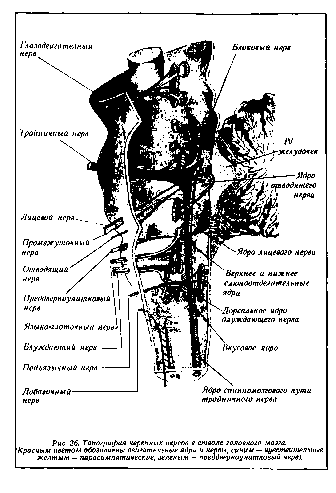 Рис. 26. Топография черепных нервов в стволе головного мозга. Красным цветом обозначены двигательные ядра и нервы, синим — чувствительные, желтым — парасимпатические, зеленым — преддверноулитковый нерв).