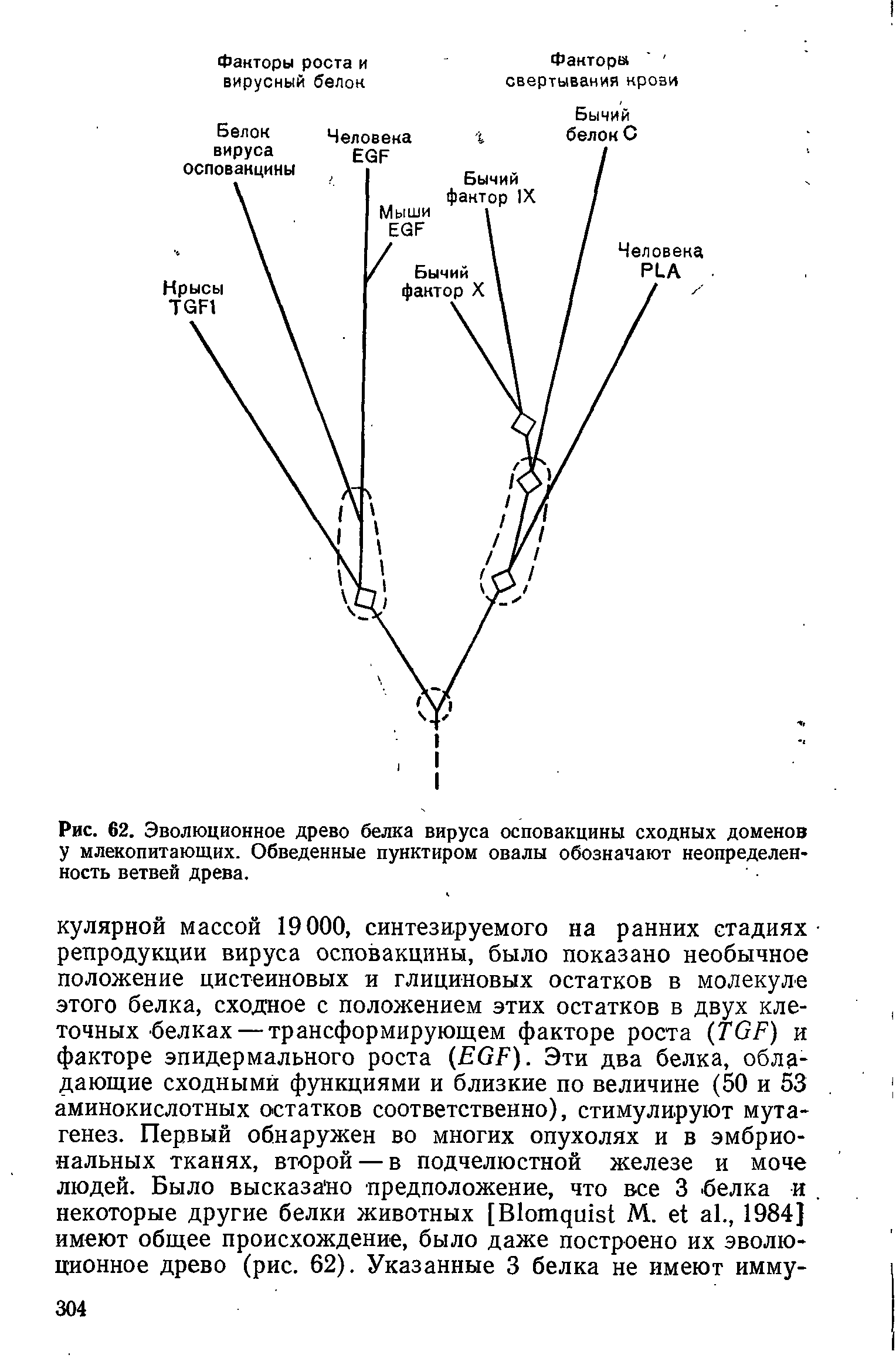 Рис. 62. Эволюционное древо белка вируса осповакцины сходных доменов у млекопитающих. Обведенные пунктиром овалы обозначают неопределенность ветвей древа.