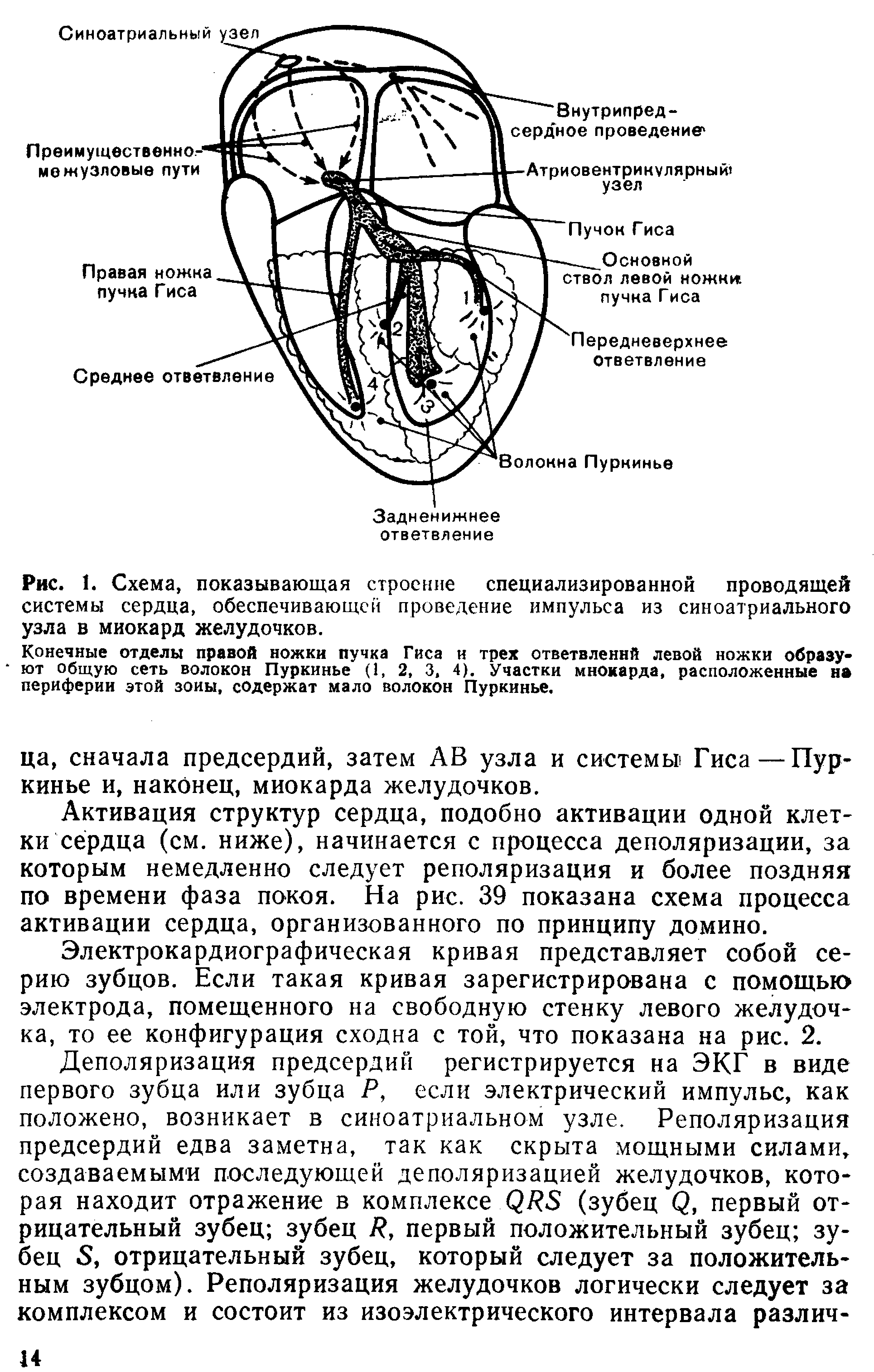 Рис. 1. Схема, показывающая строение специализированной проводящей системы сердца, обеспечивающей проведение импульса из синоатриального узла в миокард желудочков.