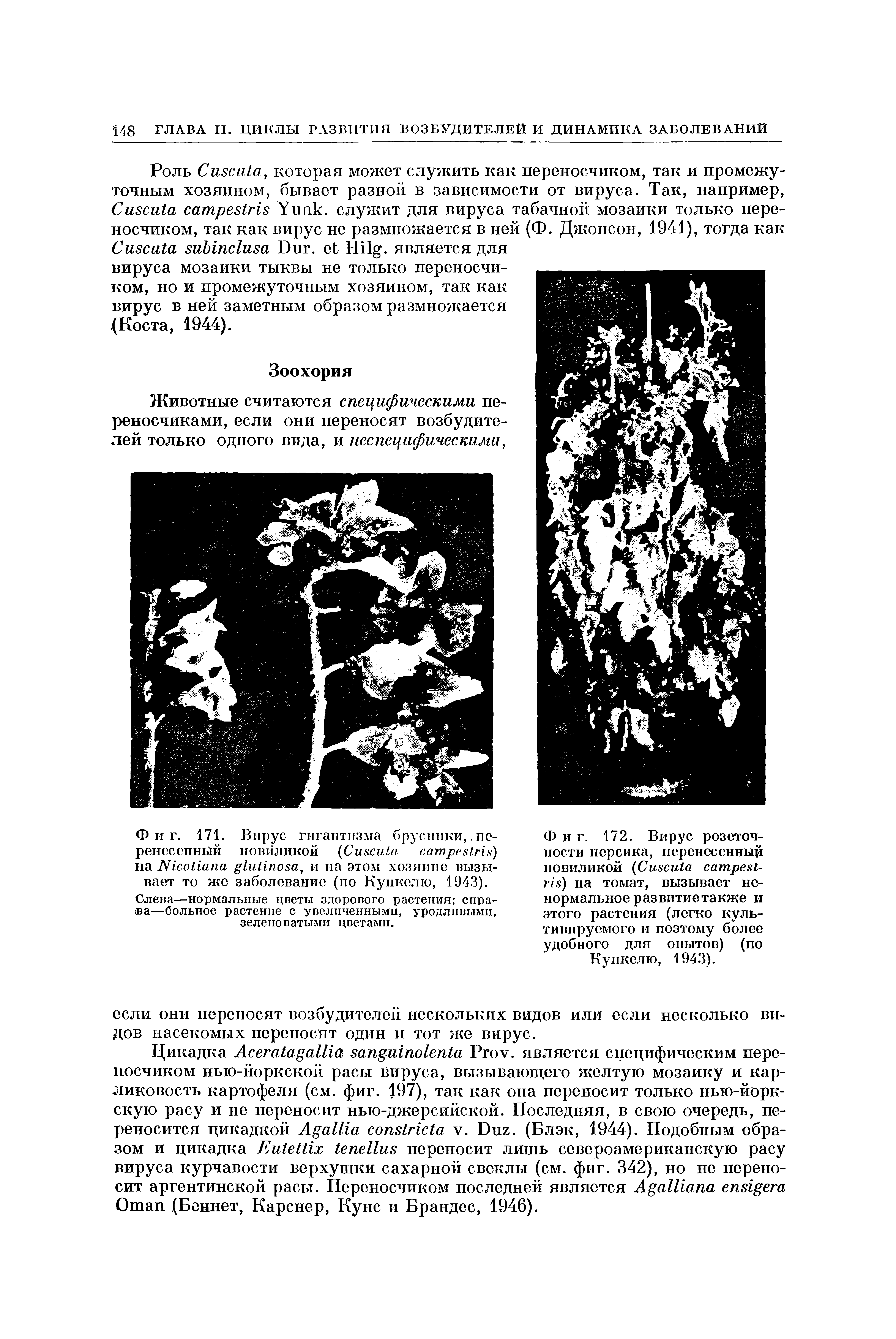 Фиг. 171. Вирус гигантизма брусники,. перенесенный повиликой (C ) на N , и на этом хозяине вызывает то же заболевание (по Кункелю, 1943).