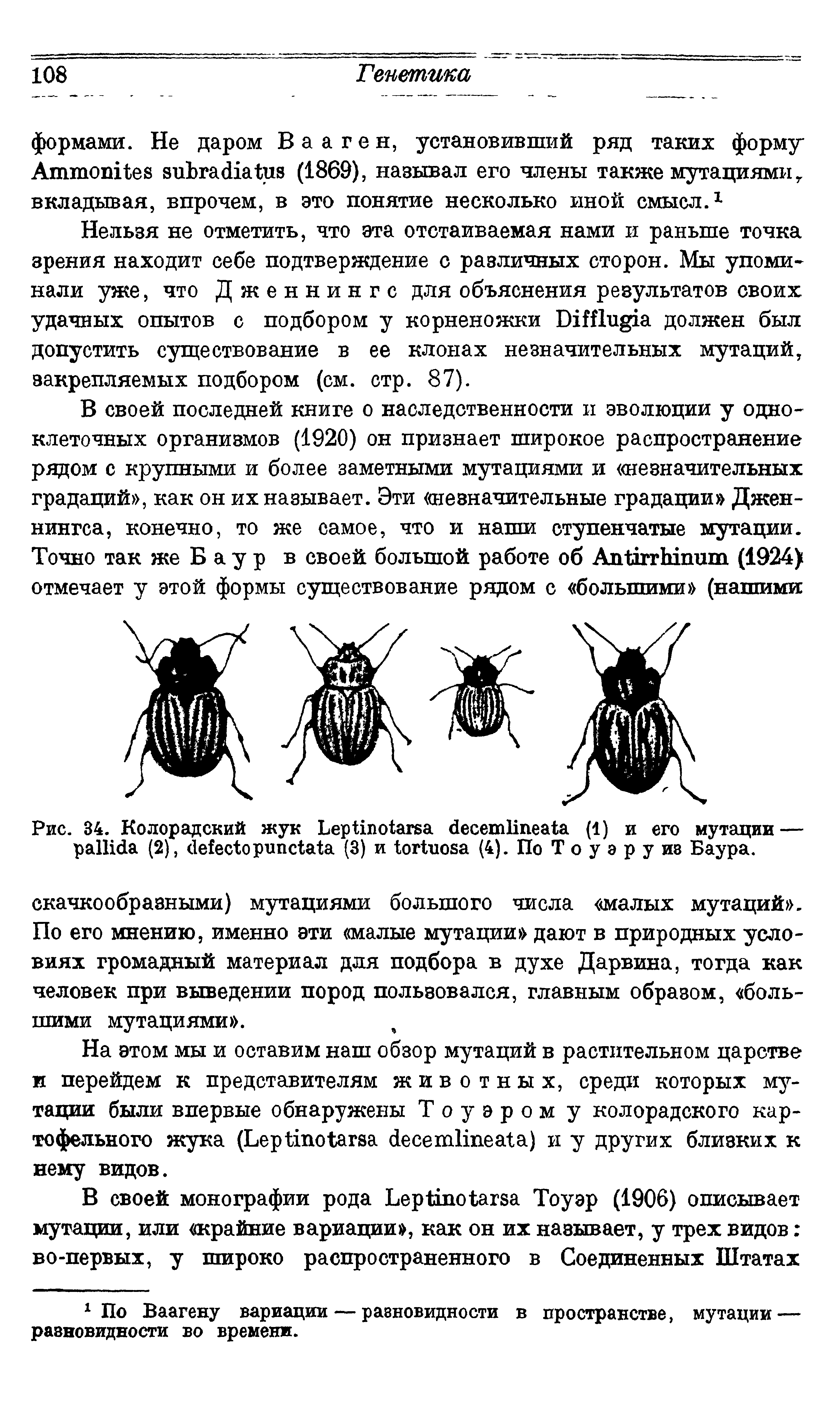 Рис. 34. Колорадский жук L (1) и его мутации — (2), (3) и (4). По Т о у а р у ив Баура.