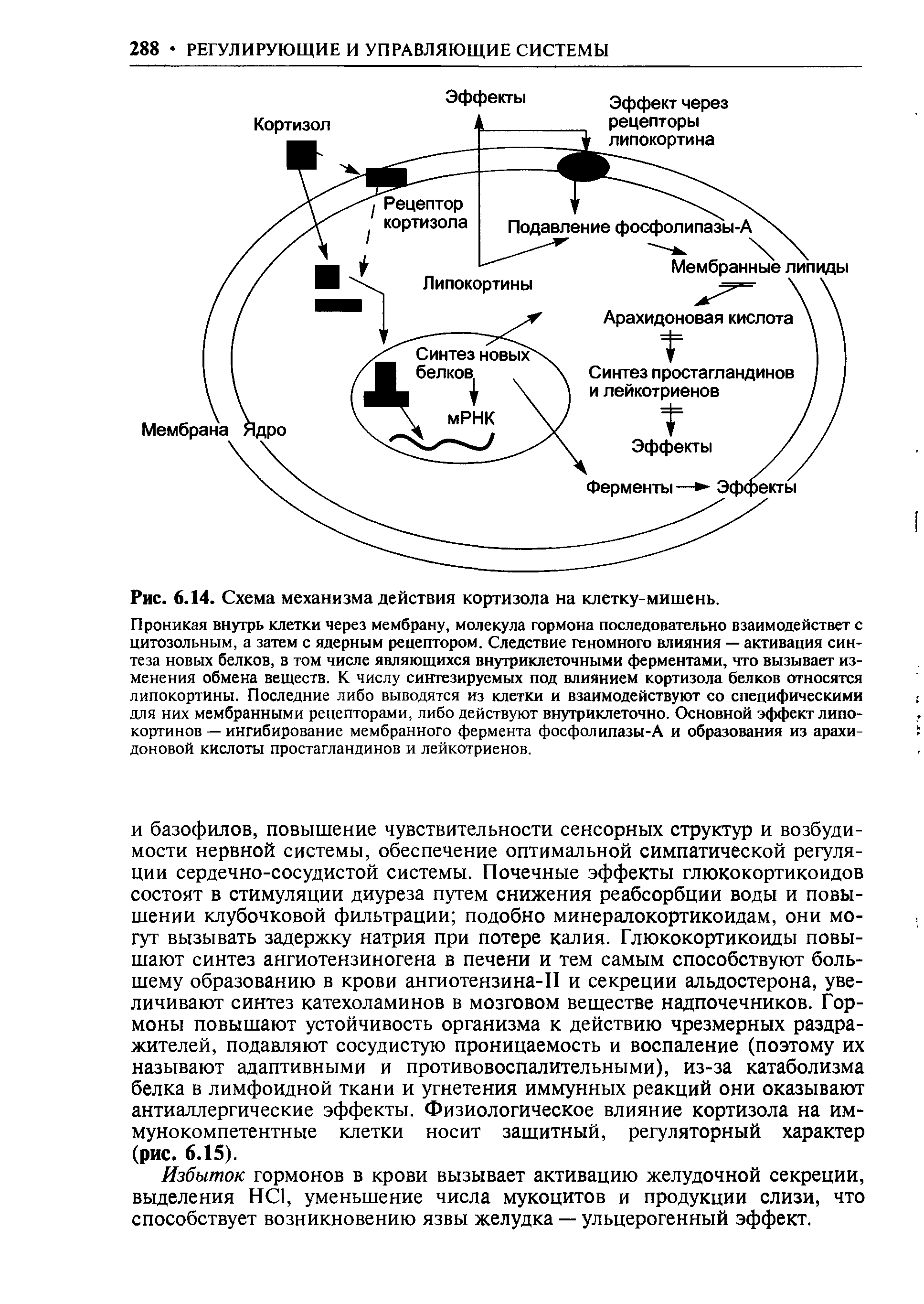 Рис. 6.14. Схема механизма действия кортизола на клетку-мишень.