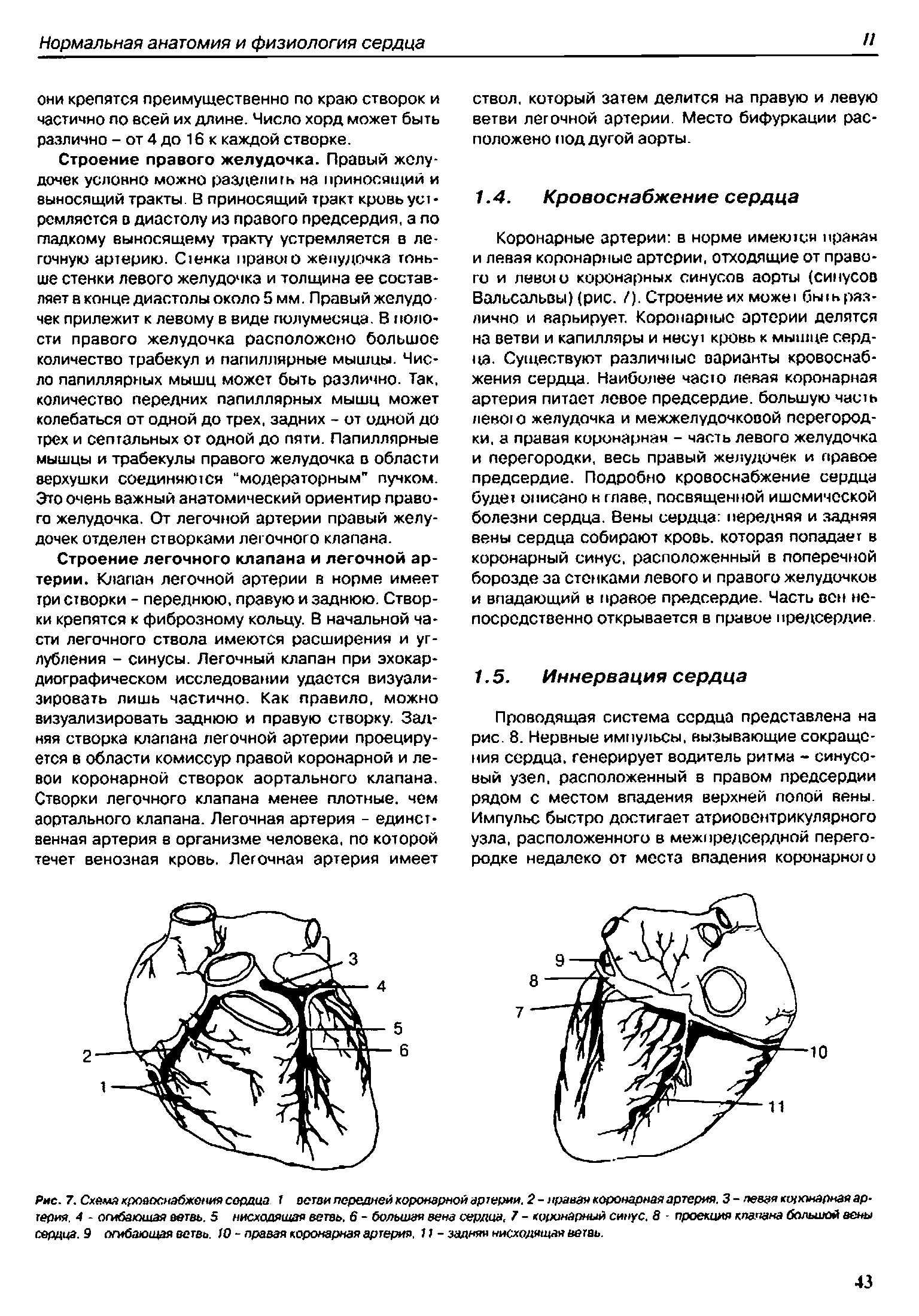 Рис. 7. Схема кровоснабжения соддца 1 ветви передней коронарной артерии. 2 -права коронарная артерия. 3-пев я коронарная артерия. 4 - огибающая ветвь. 5 нисходящая ветвь. 6 - большая вена сердца, 7 - коронарный синус. 8 - проекция клапана большой вены сердца. 9 огибающая ветвь. 0 - правая коронарная артерия, 11 - задняя нисходящая ветвь.