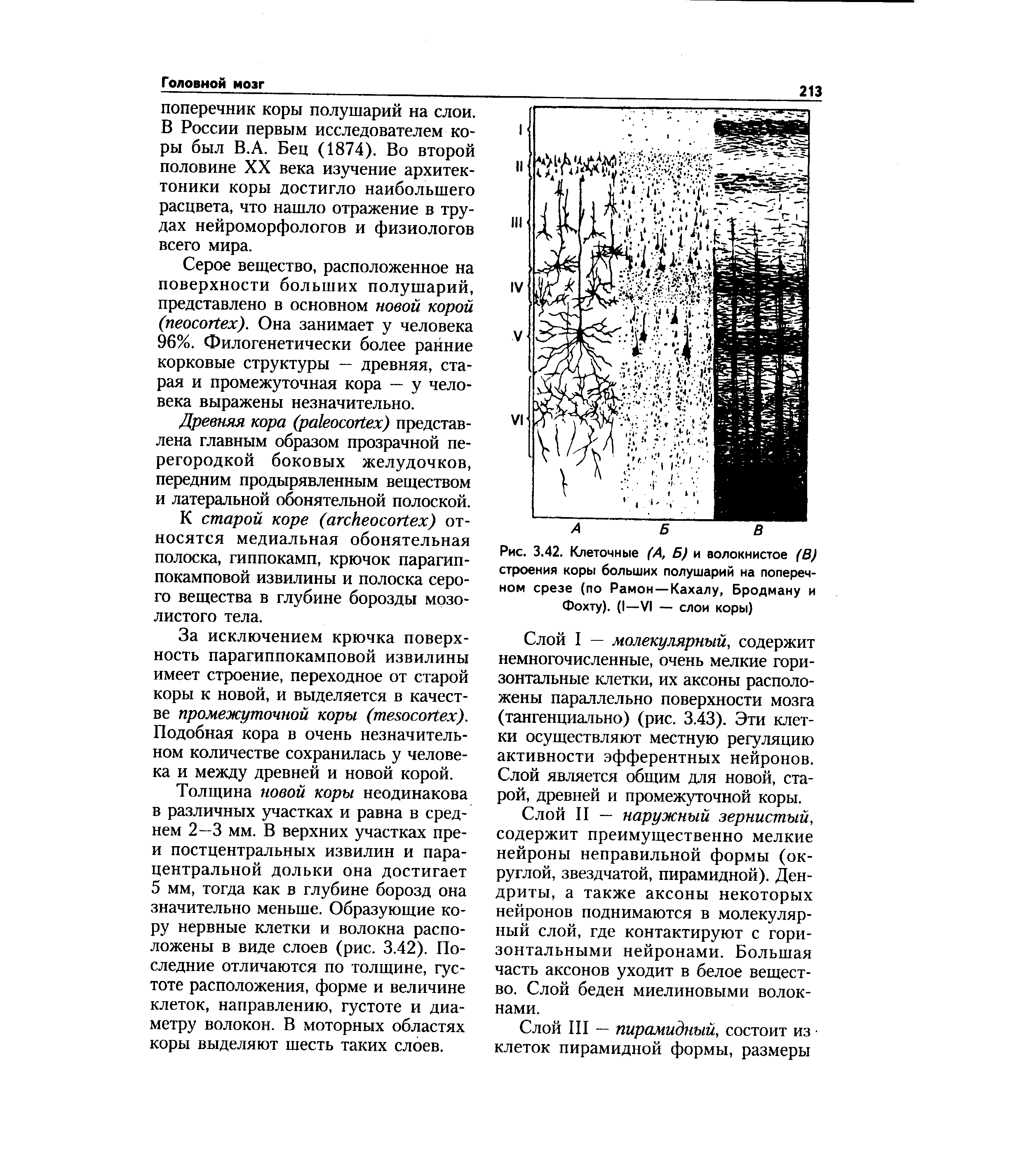 Рис. 3.42. Клеточные (А, Б) и волокнистое (В) строения коры больших полушарий на поперечном срезе (по Рамон—Кахалу, Бродману и Фохту). (I—VI — слои коры)...