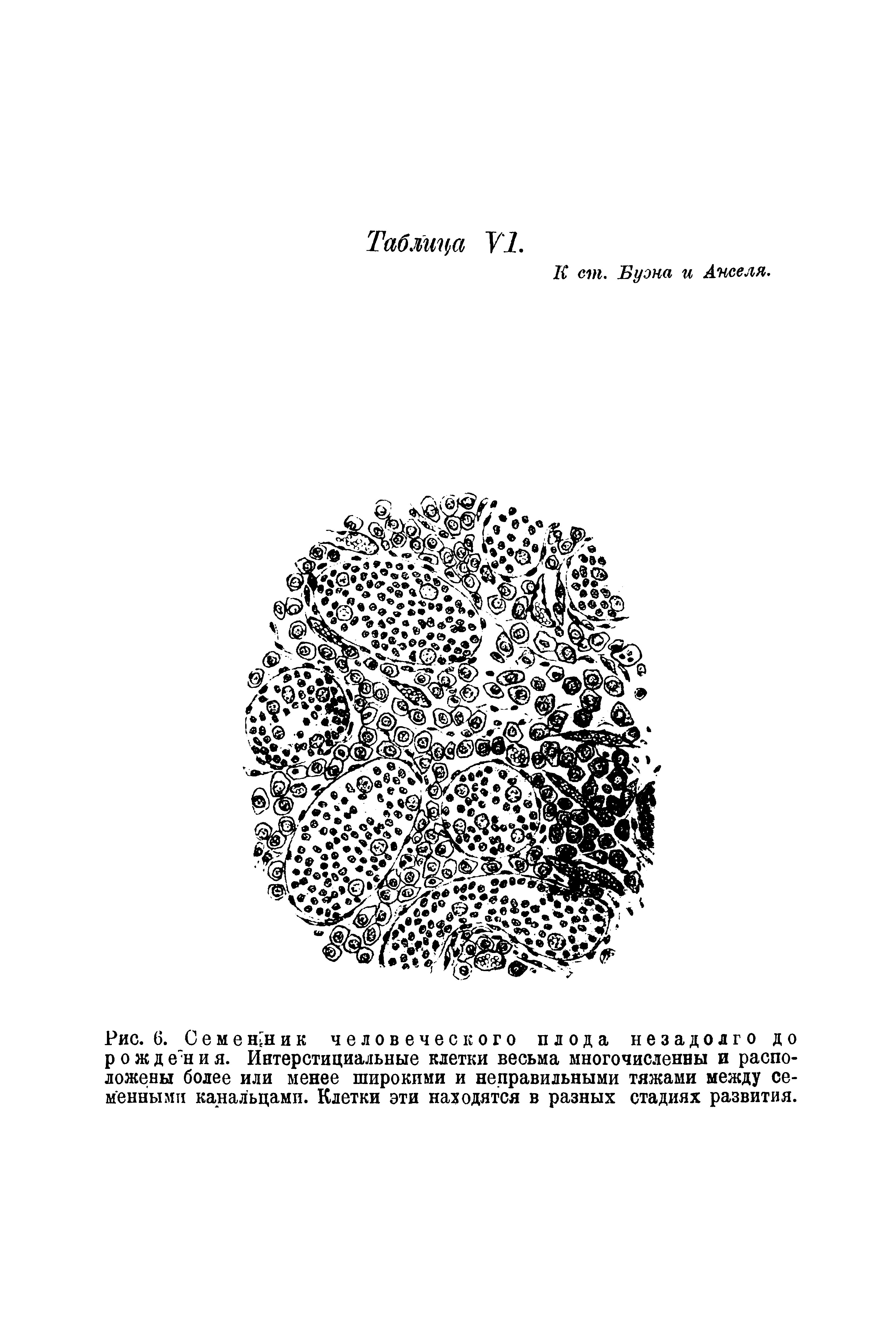 Рис. 6. Семе щн и к человеческого плода незадолго до р о ж д е"н и я. Интерстициальные клетки весьма многочисленны и расположены более или менее широкими и неправильными тяжами между семенными канальцами. Клетки эти находятся в разных стадиях развития.