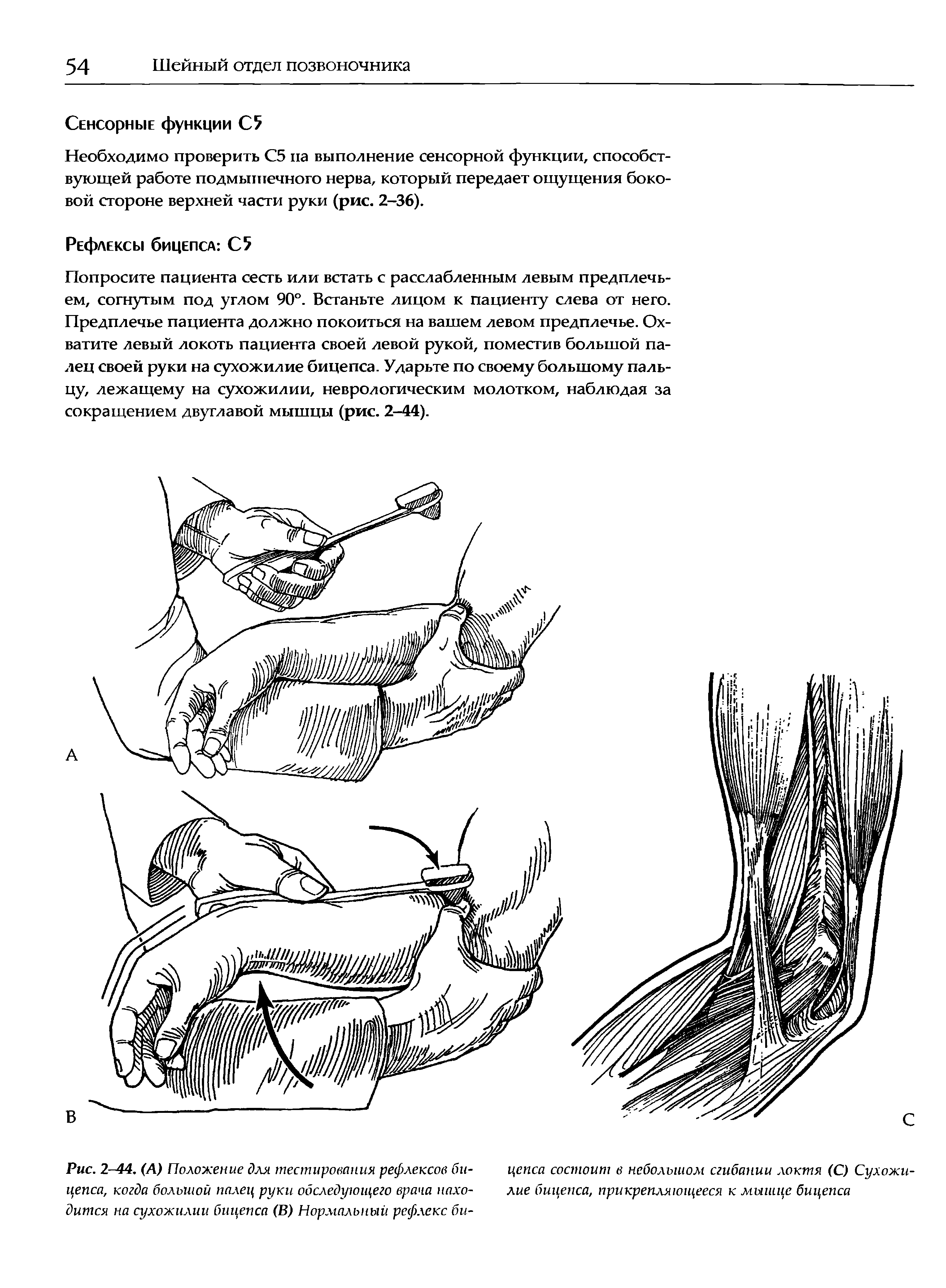 Рис. 2-44. (А) Положение для тестирования рефлексов би- цепса состоит в небольшом сгибании локтя (С) Сухожи-цепса, когда большой палец руки обследующего врача нахо- лие бицепса, прикрепляющееся к мышце бицепса дится на сухожилии бицепса (В) Нормальный рефлекс би-...