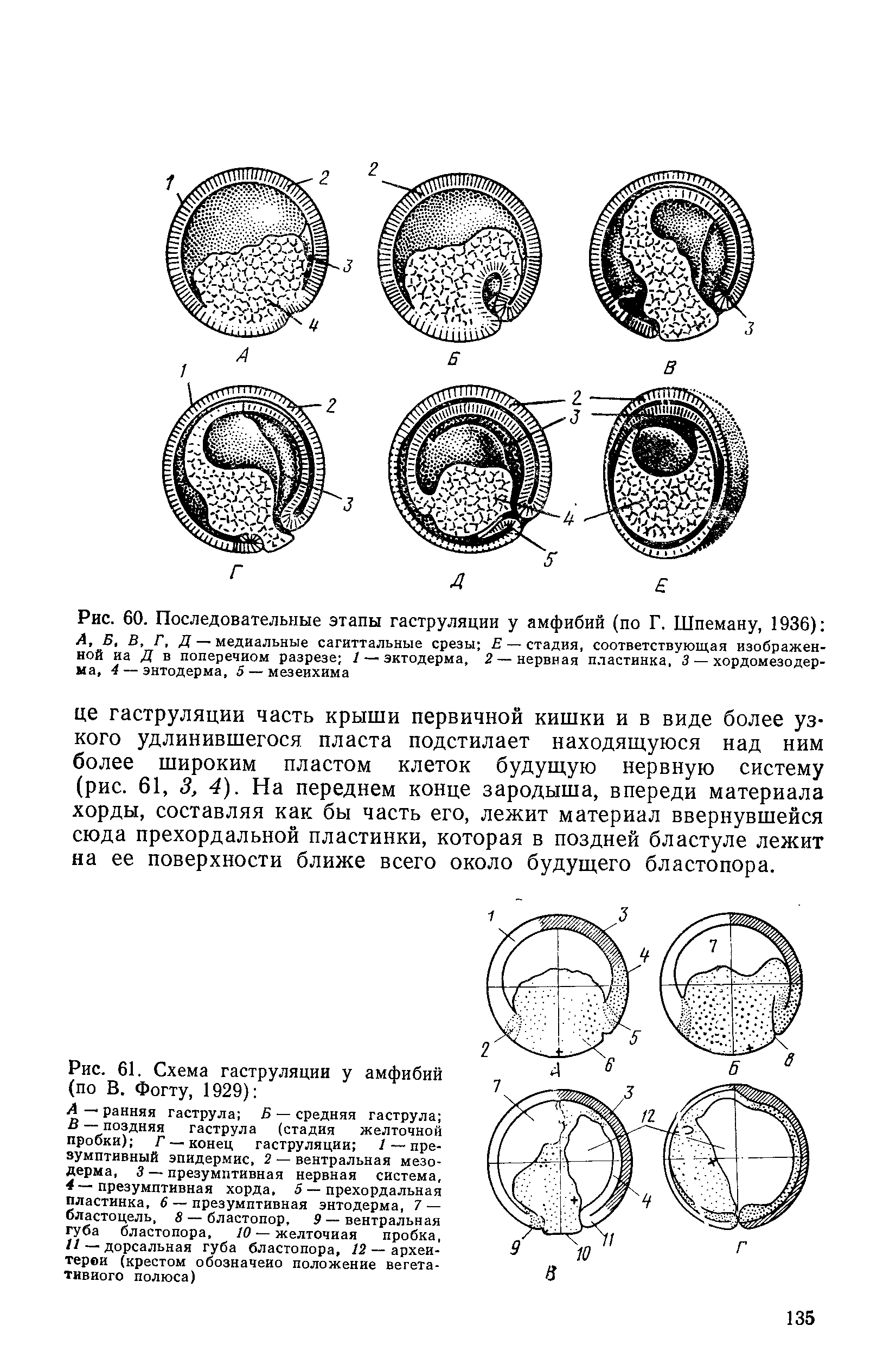 Рис. 60. Последовательные этапы гаструляции у амфибий (по Г. Шпеману, 1936) А, Б, В, Г, Д — медиальные сагиттальные срезы Е— стадия, соответствующая изображенной иа Д в поперечном разрезе 1 — эктодерма, 2 — нервная пластинка, 3 — хордомезодер-ма, 4 — энтодерма, 5 — мезенхима...