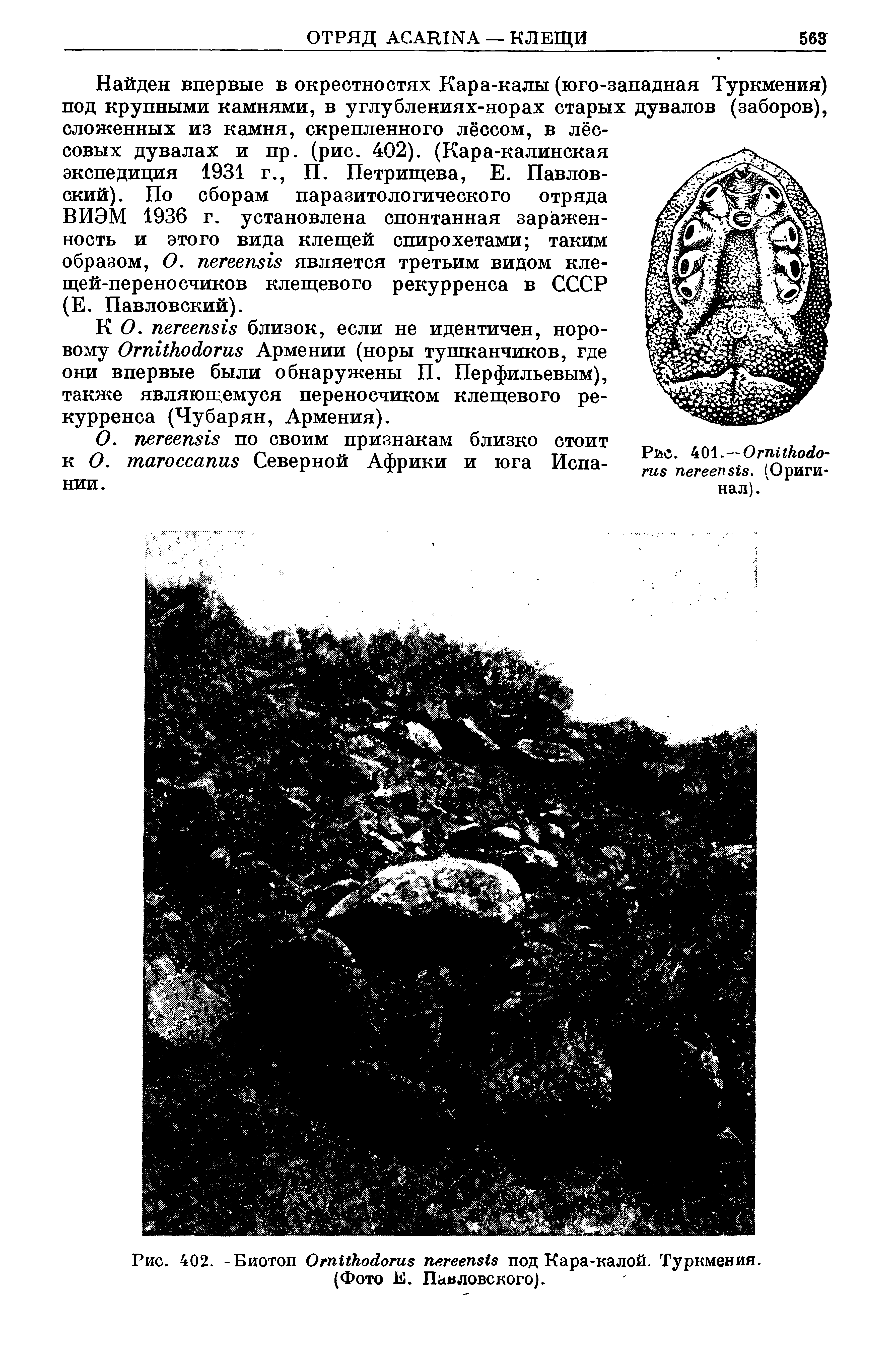 Рис. 402. -Биотоп ОтИкойогиз пегеепз1з под Кара-калой. Туркмения. (Фото Е. Павловского).