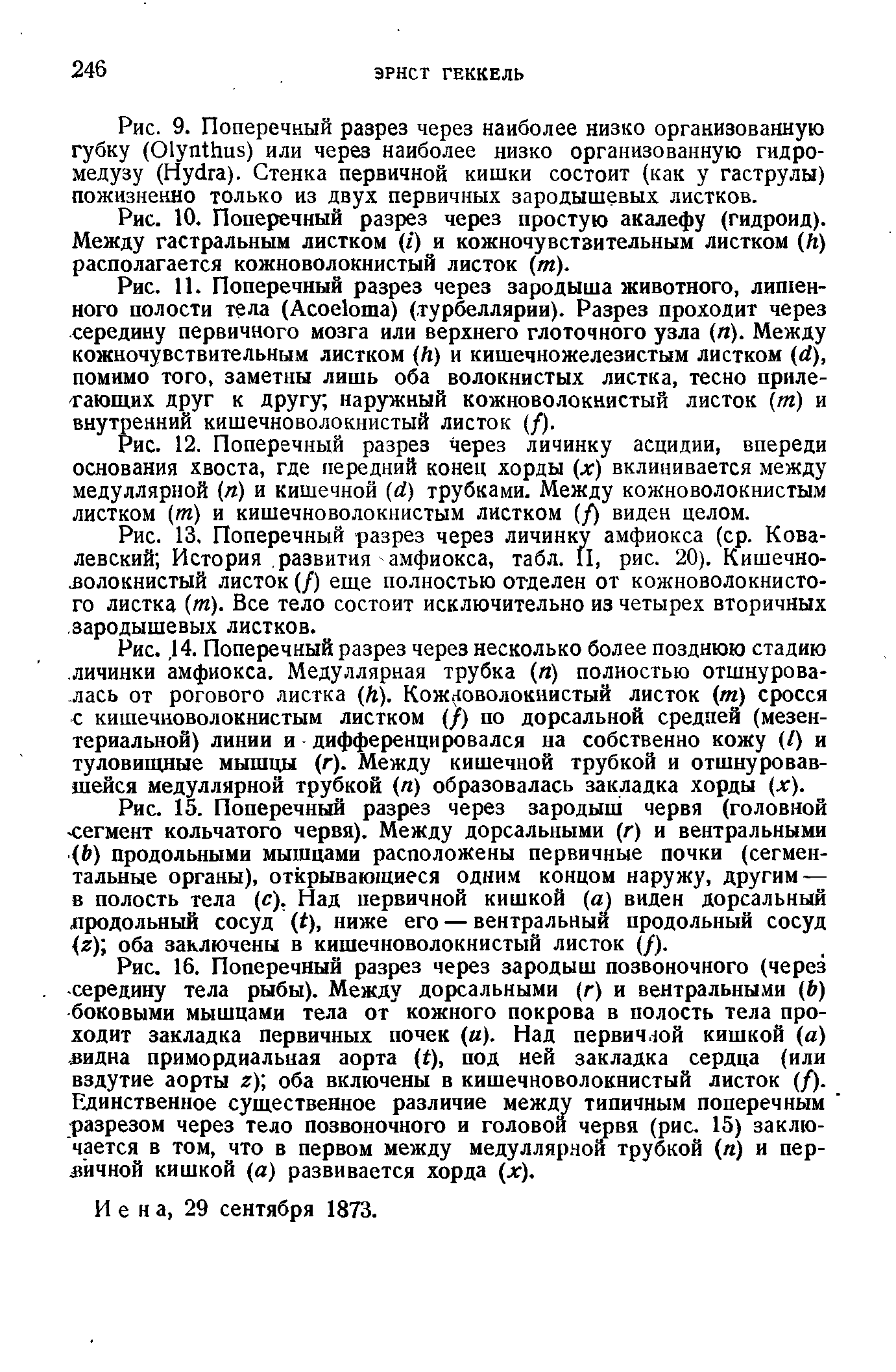 Рис. 10. Поперечный разрез через простую акалефу (гидроид). Между гастральным листком ( ) и кожночувстзительным листком (й) располагается кожноволокнистый листок (т).