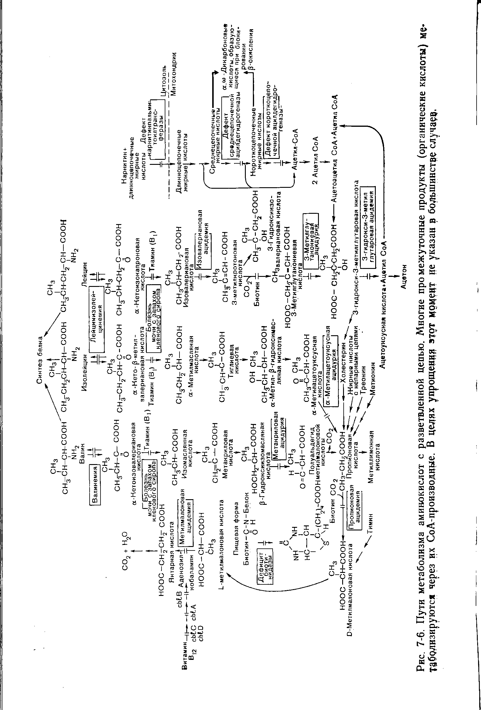 Рис. 7-6. Пути метаболизма аминокислот с разветвленной цепью. Многие промежуточные продукты (органические кислоты) метаболизируются через их СоА-производные. В целях упрощения Тот момент не указан в большинстве случаев.