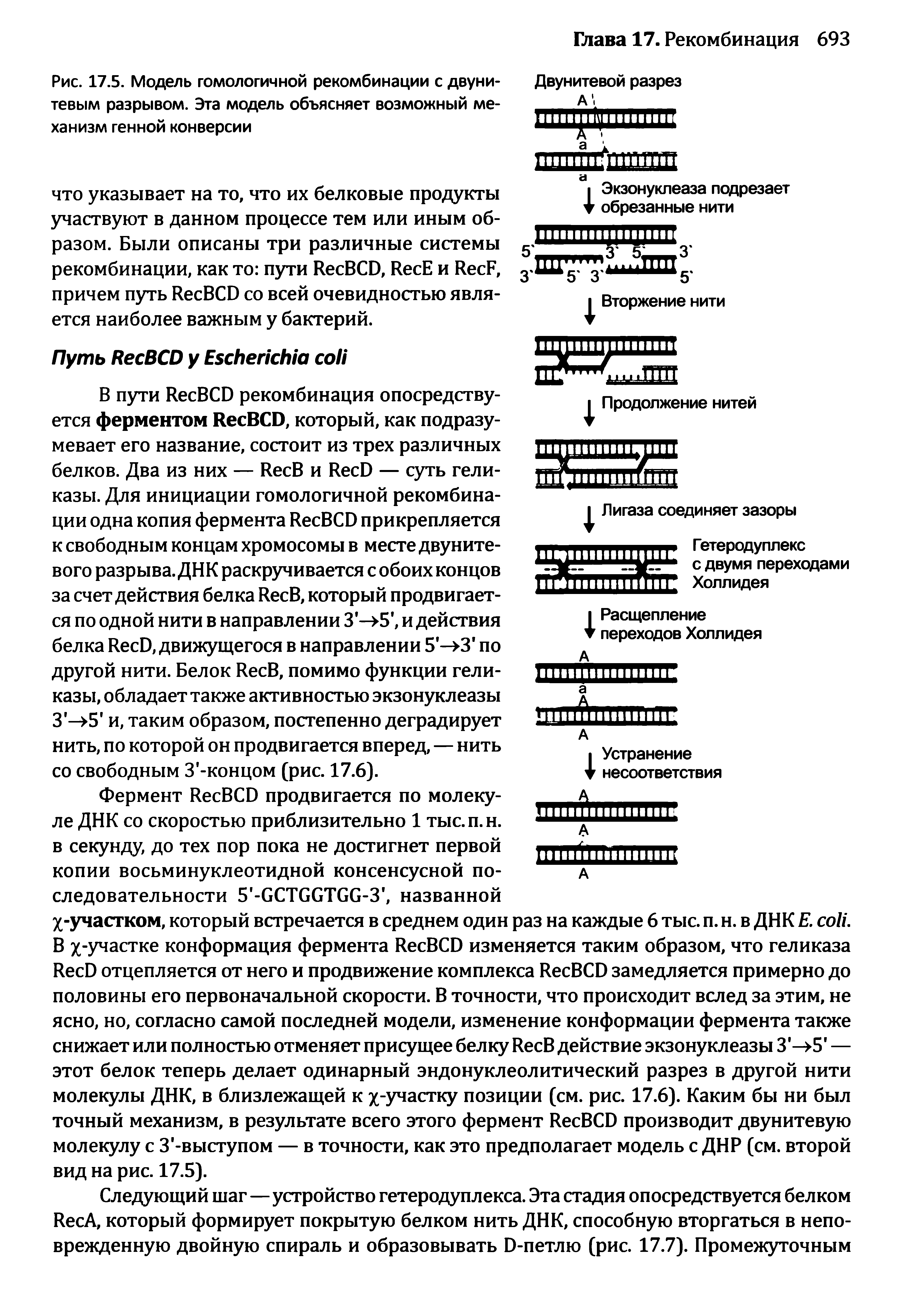 Рис. 17.5. Модель гомологичной рекомбинации с двуни-тевым разрывом. Эта модель объясняет возможный механизм генной конверсии...