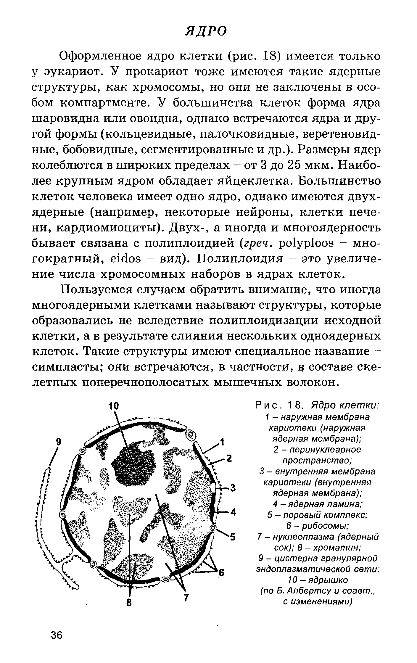 Рис. 18. Ядро клетки 1 - наружная мембрана кариотеки (наружная ядерная мембрана) 2 - перинуклеарное пространство ...