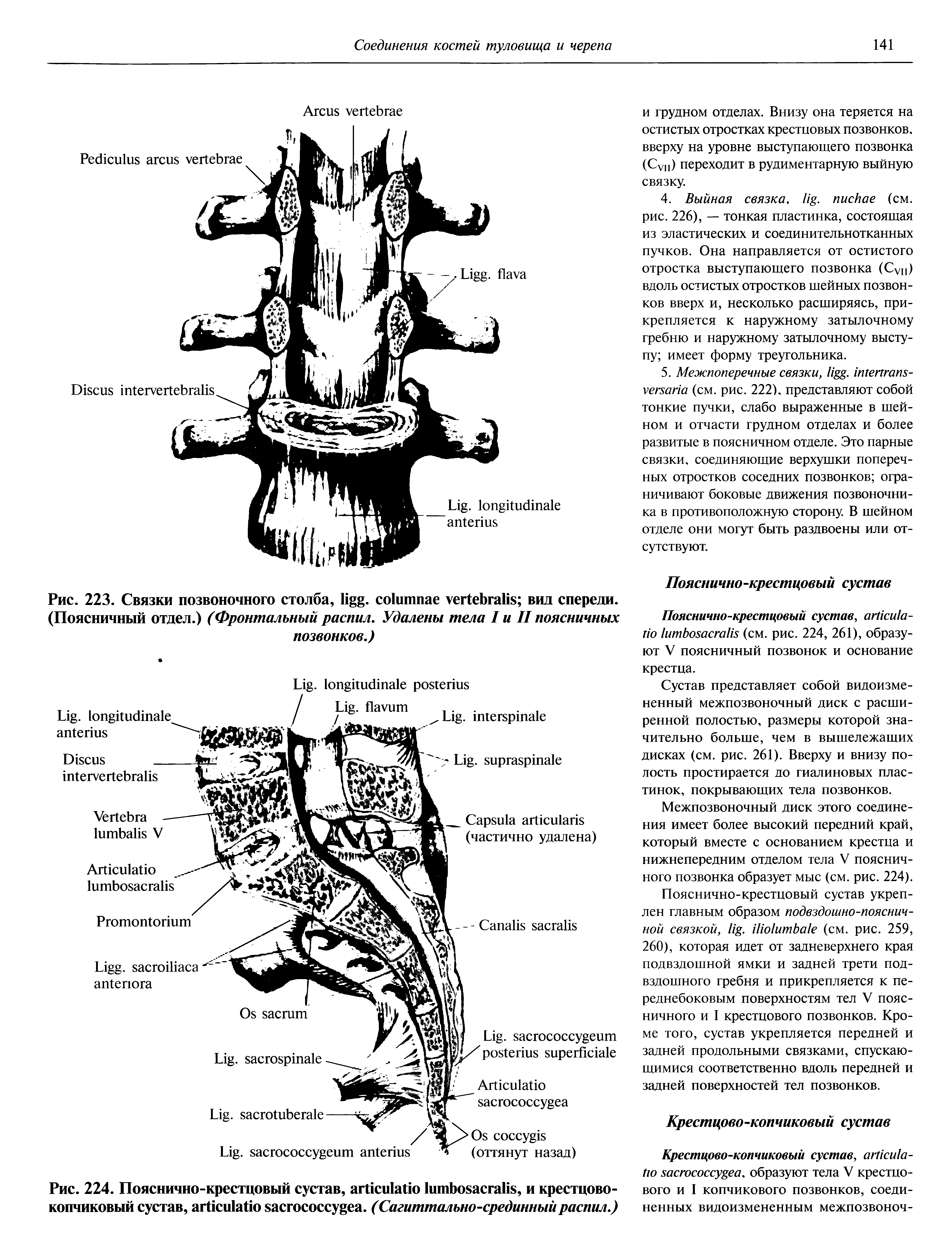 Рис. 224. Пояснично-крестцовый сустав, агПсиШю 1итЬо5асга118, и крестцово-копчиковый сустав, агйси1айо . (Сагиттально-срединный распил.)...