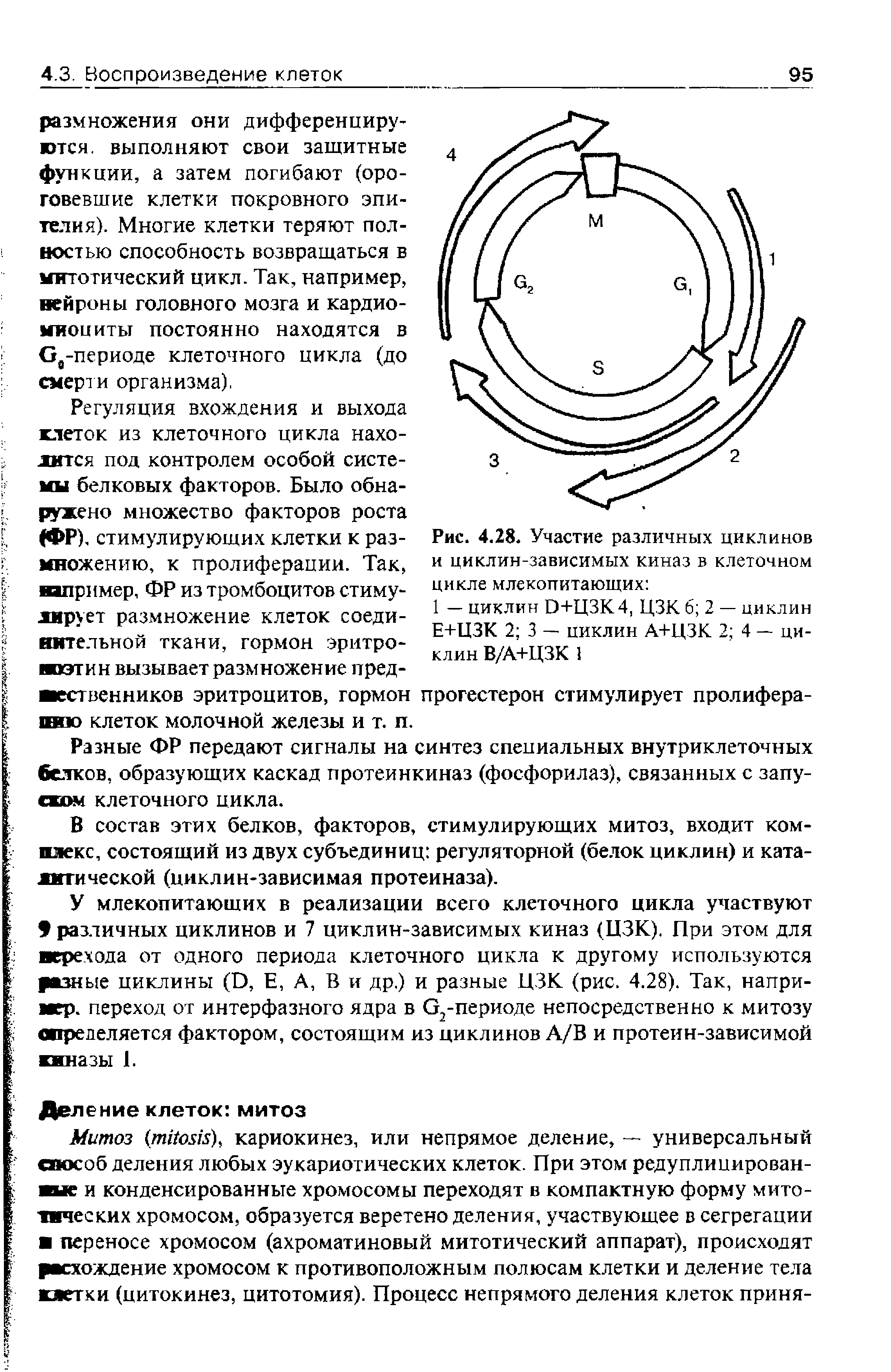 Рис. 4.28. Участие различных циклинов и циклин-зависимых киназ в клеточном цикле млекопитающих ...