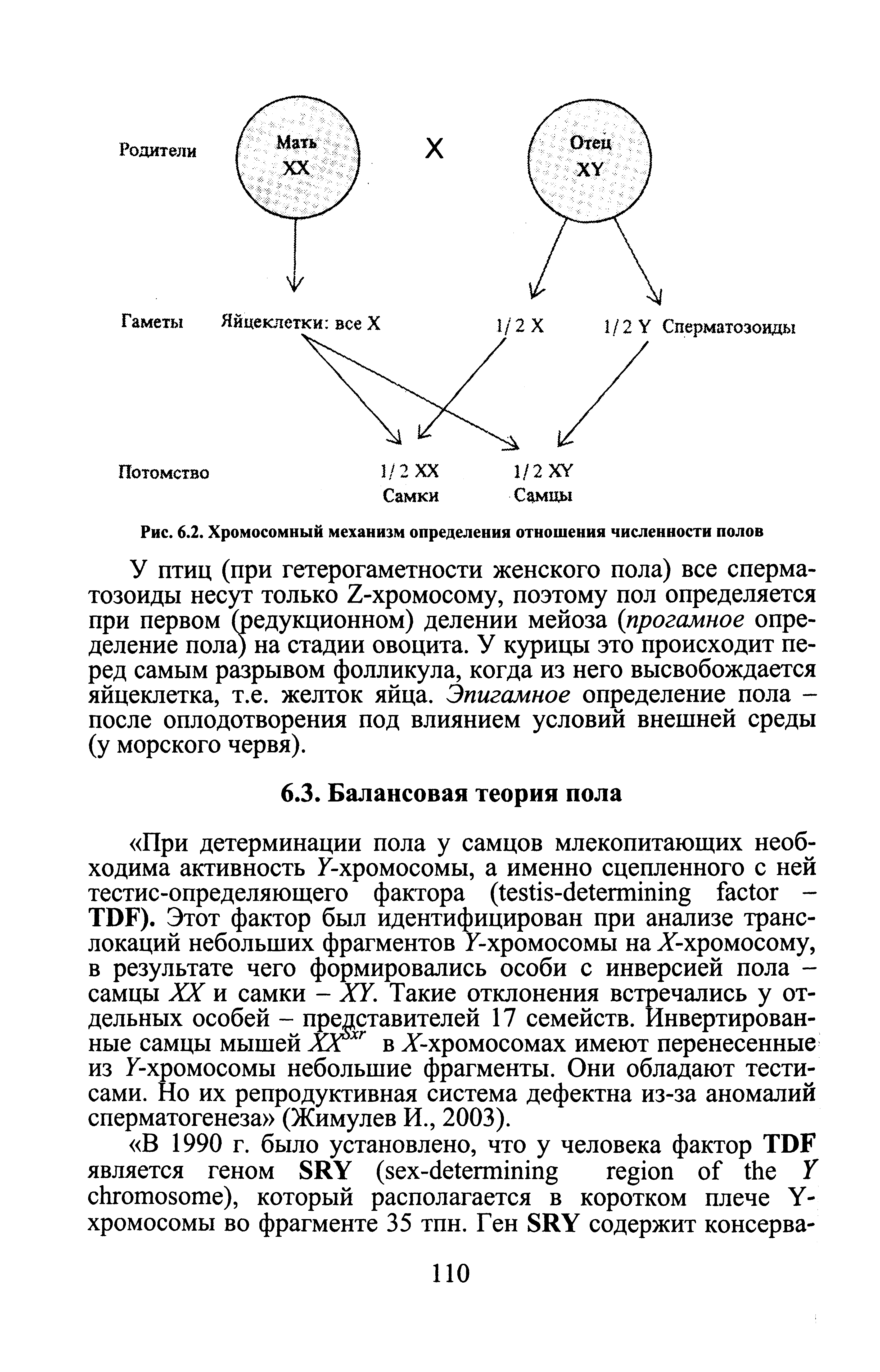 Рис. 6.2. Хромосомный механизм определения отношения численности полов...