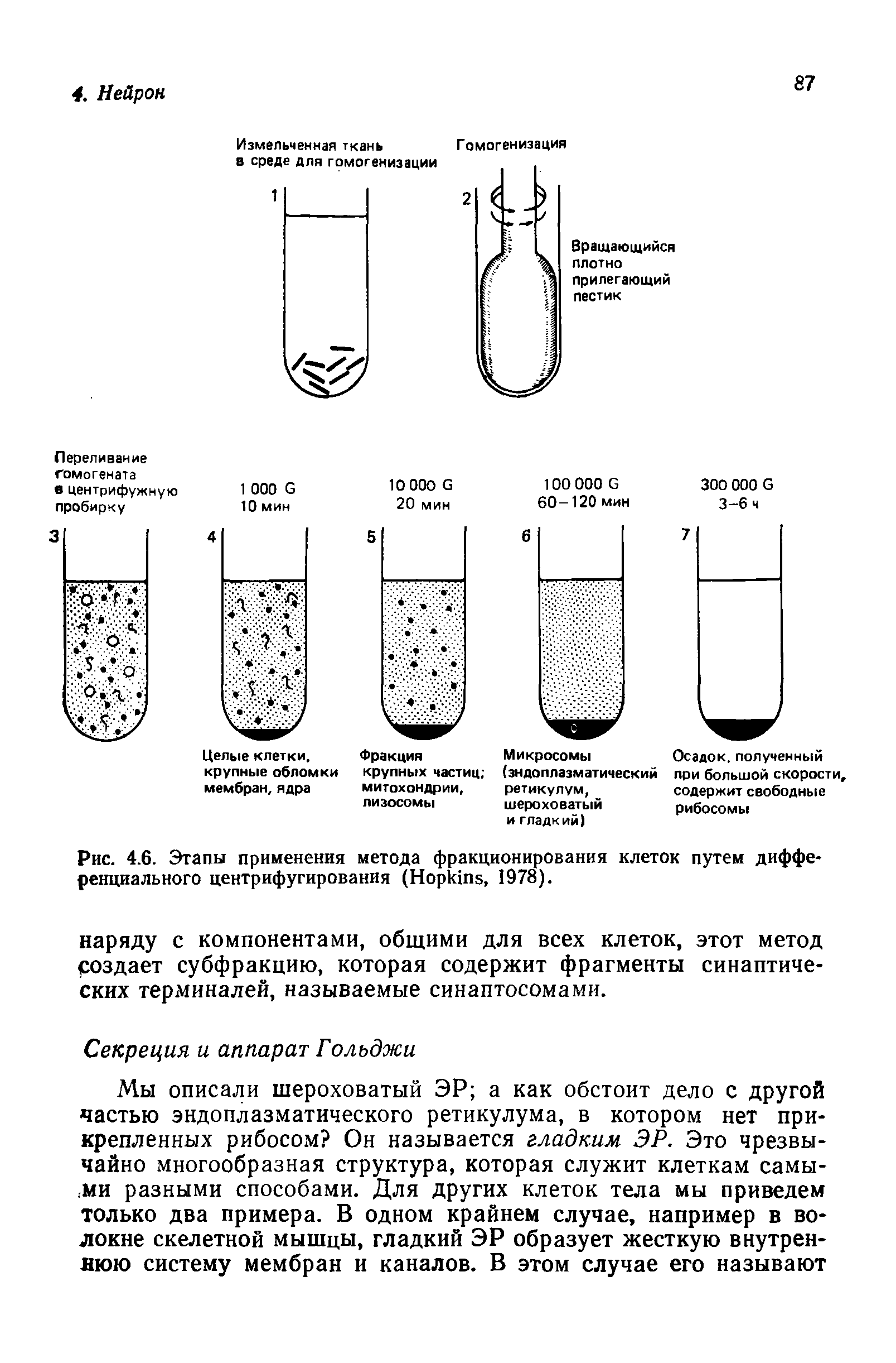 Рис. 4.6. Этапы применения метода фракционирования клеток путем дифференциального центрифугирования (H , 1978).
