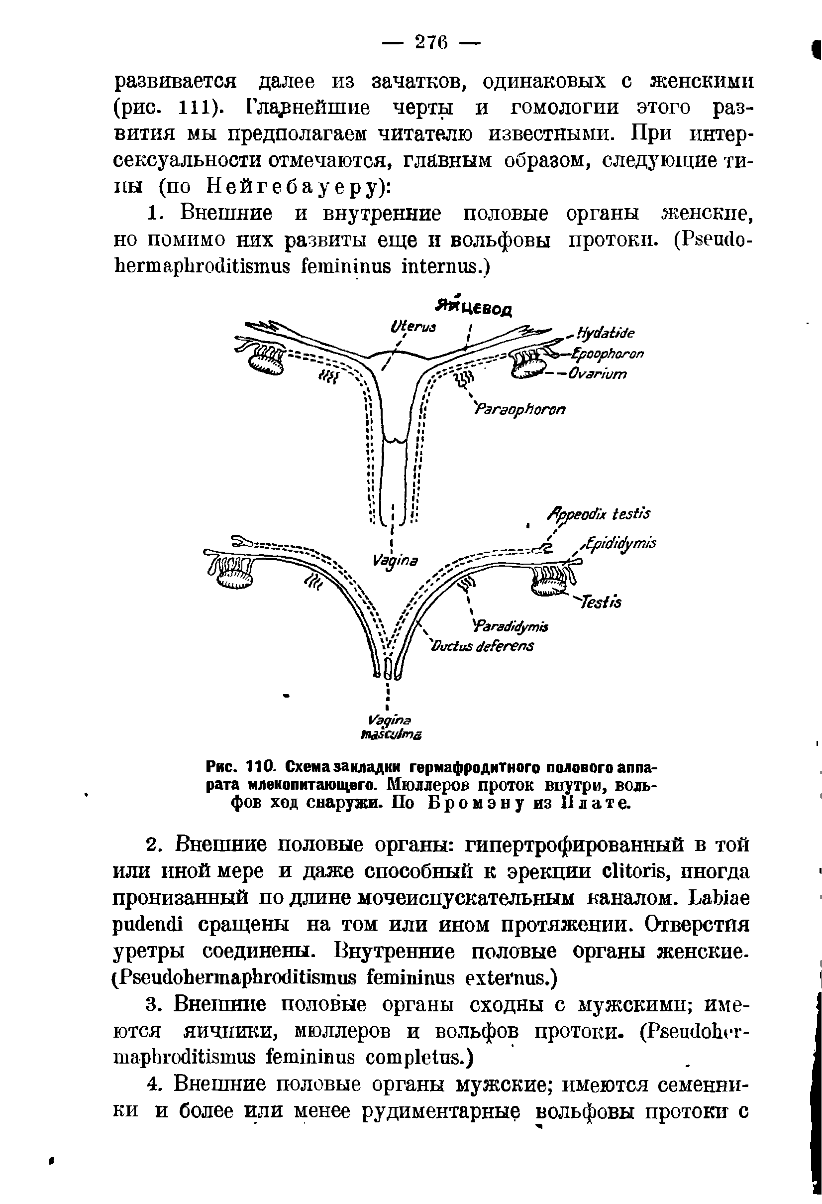 Рис. 110- Схема закладки гермафродитного полового аппарата млекопитающего. Мюллеров проток внутри, вольфов ход снаружи. По Бромэну из Плате.