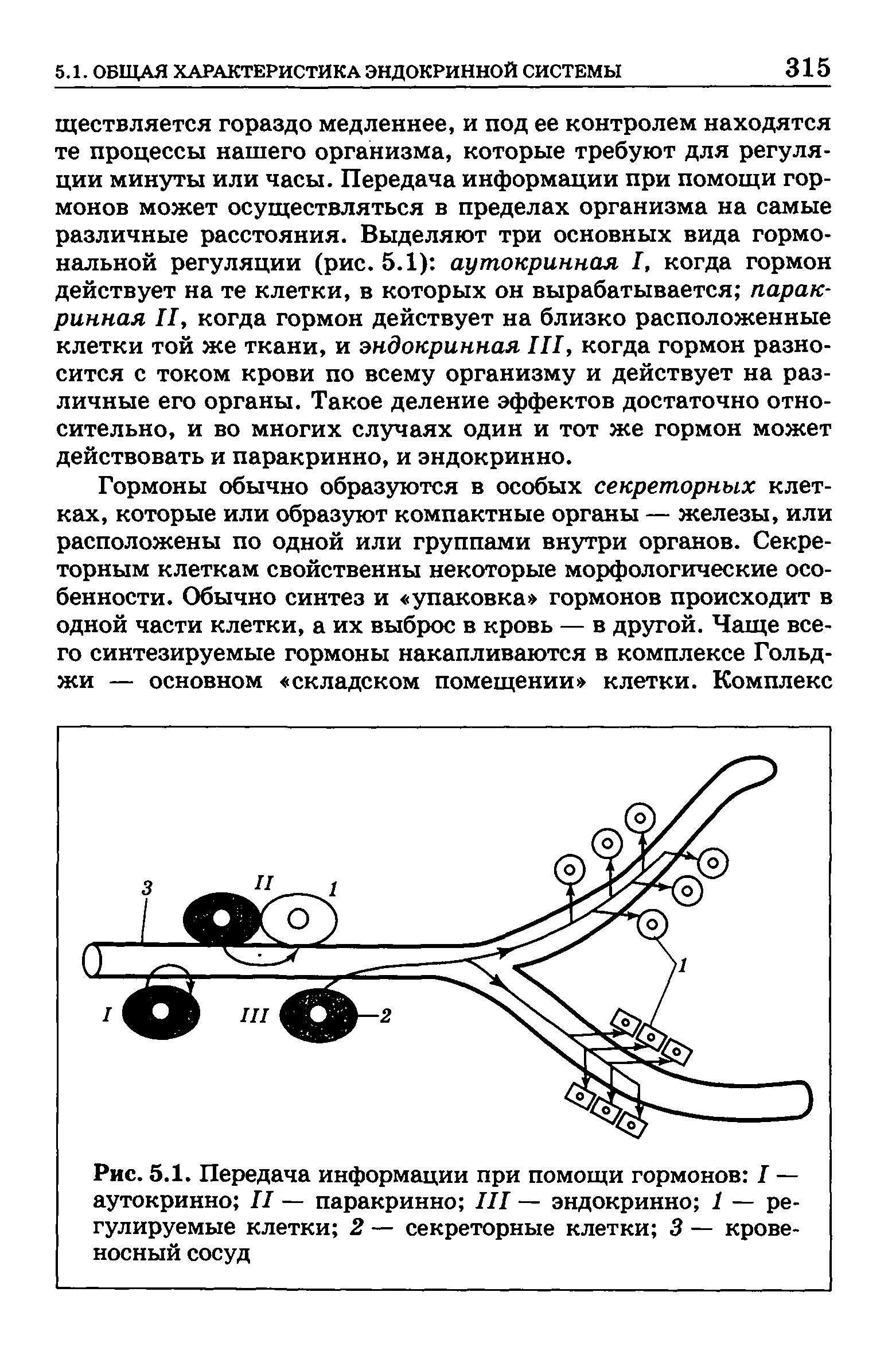 Рис. 5.1. Передача информации при помощи гормонов I — аутокринно II — паракринно III — эндокринно 1 — регулируемые клетки 2 — секреторные клетки 3 — кровеносный сосуд...