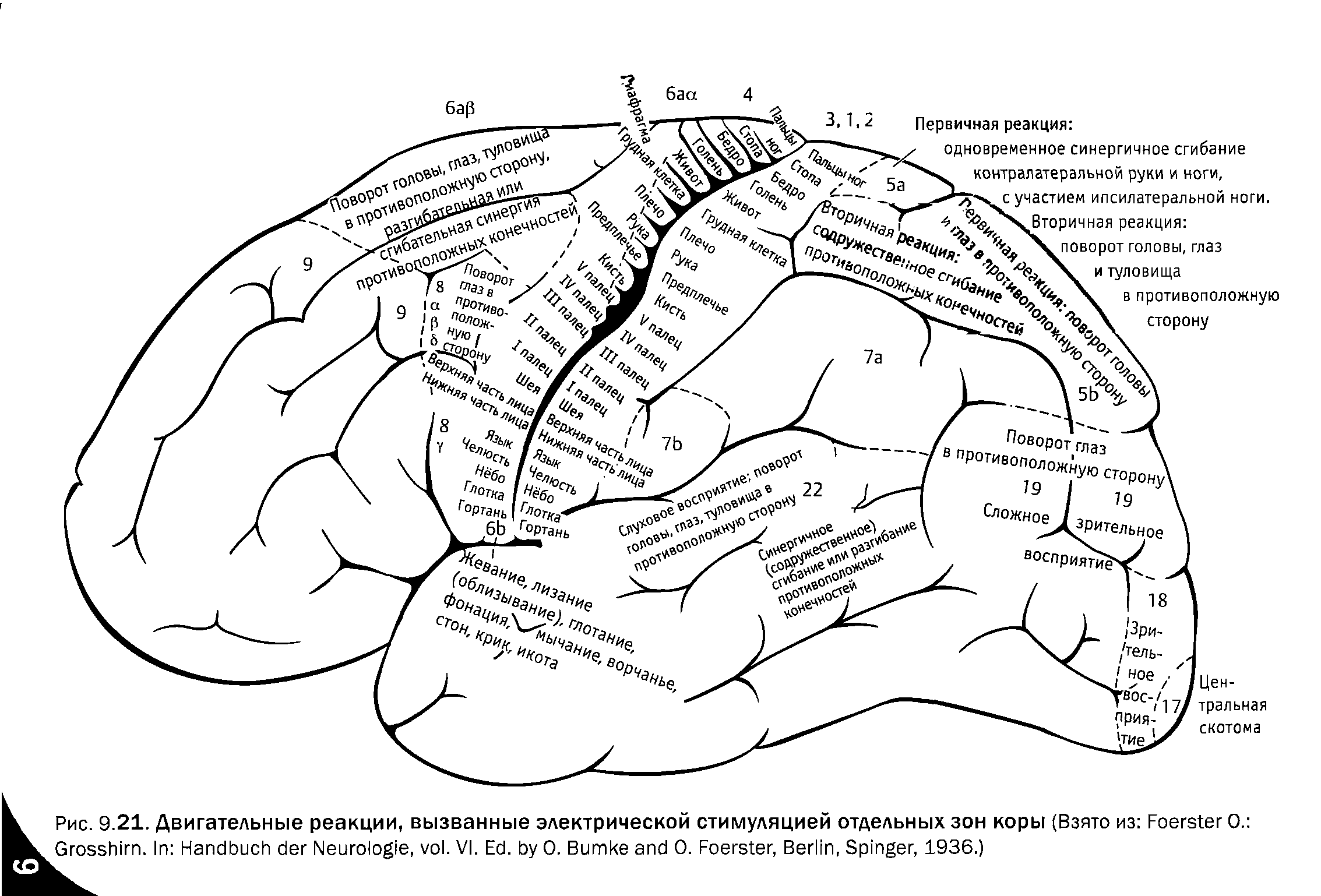 Рис. 9.21. Двигательные реакции, вызванные электрической стимуляцией отдельных зон коры (Взято из F О. ...