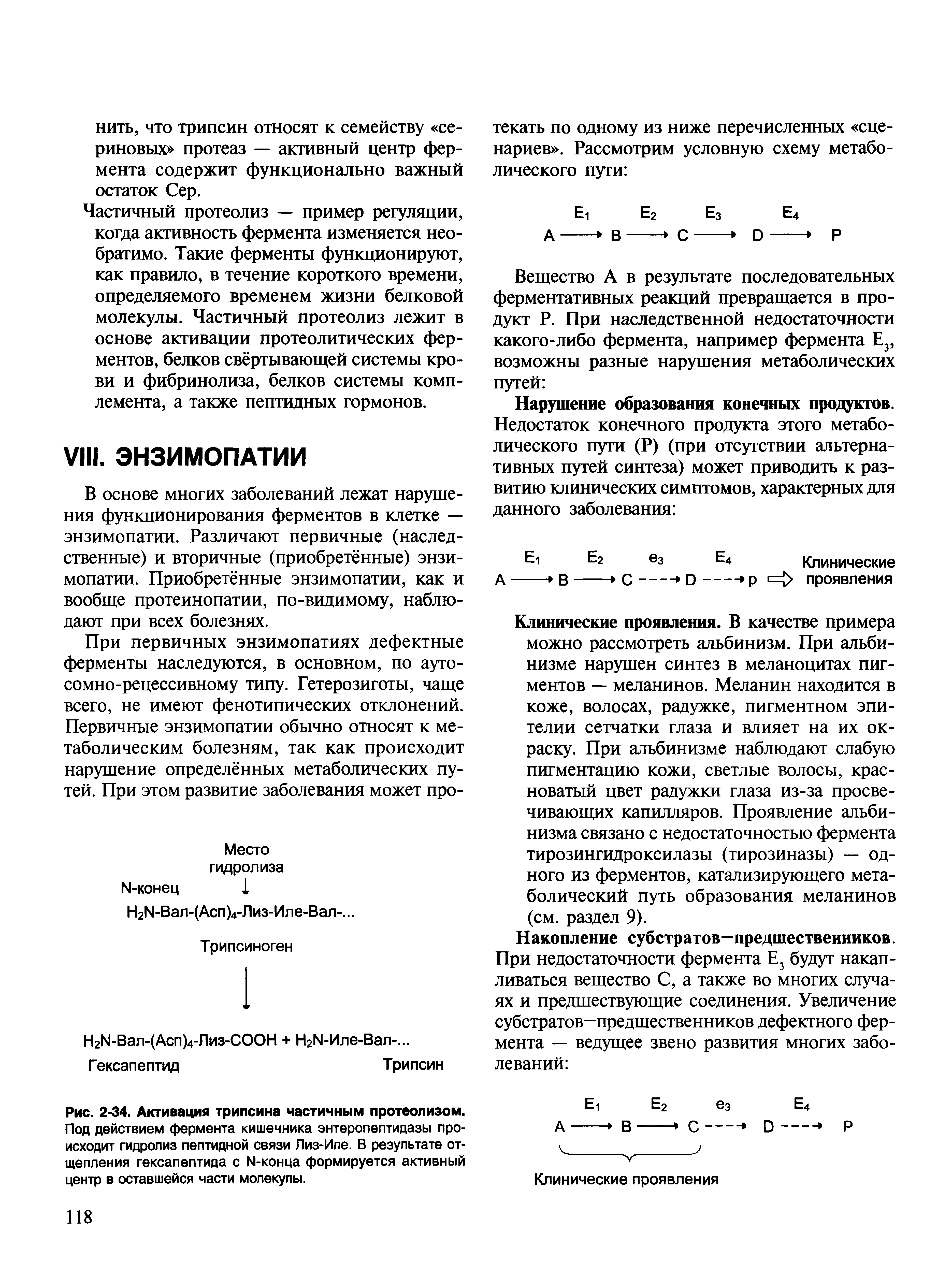 Рис. 2-34. Активация трипсина частичным протеолизом. Под действием фермента кишечника энтеропептидазы происходит гидролиз пептидной связи Лиз-Иле. В результате отщепления гексапептида с Ы-конца формируется активный центр в оставшейся части молекулы.