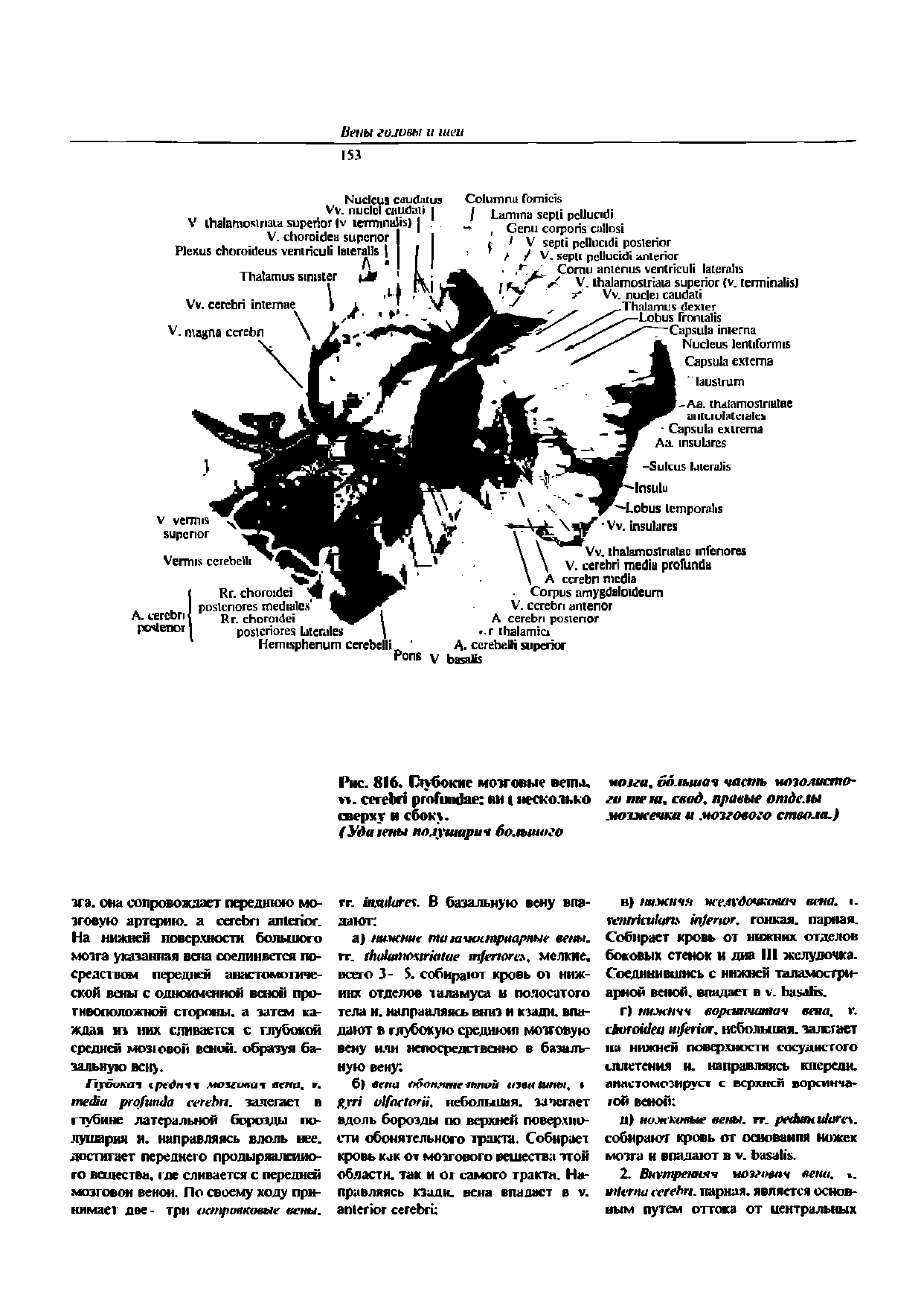 Рис. 816. Глубокие мозговые ветл. >. несколько сверху и сбоку.