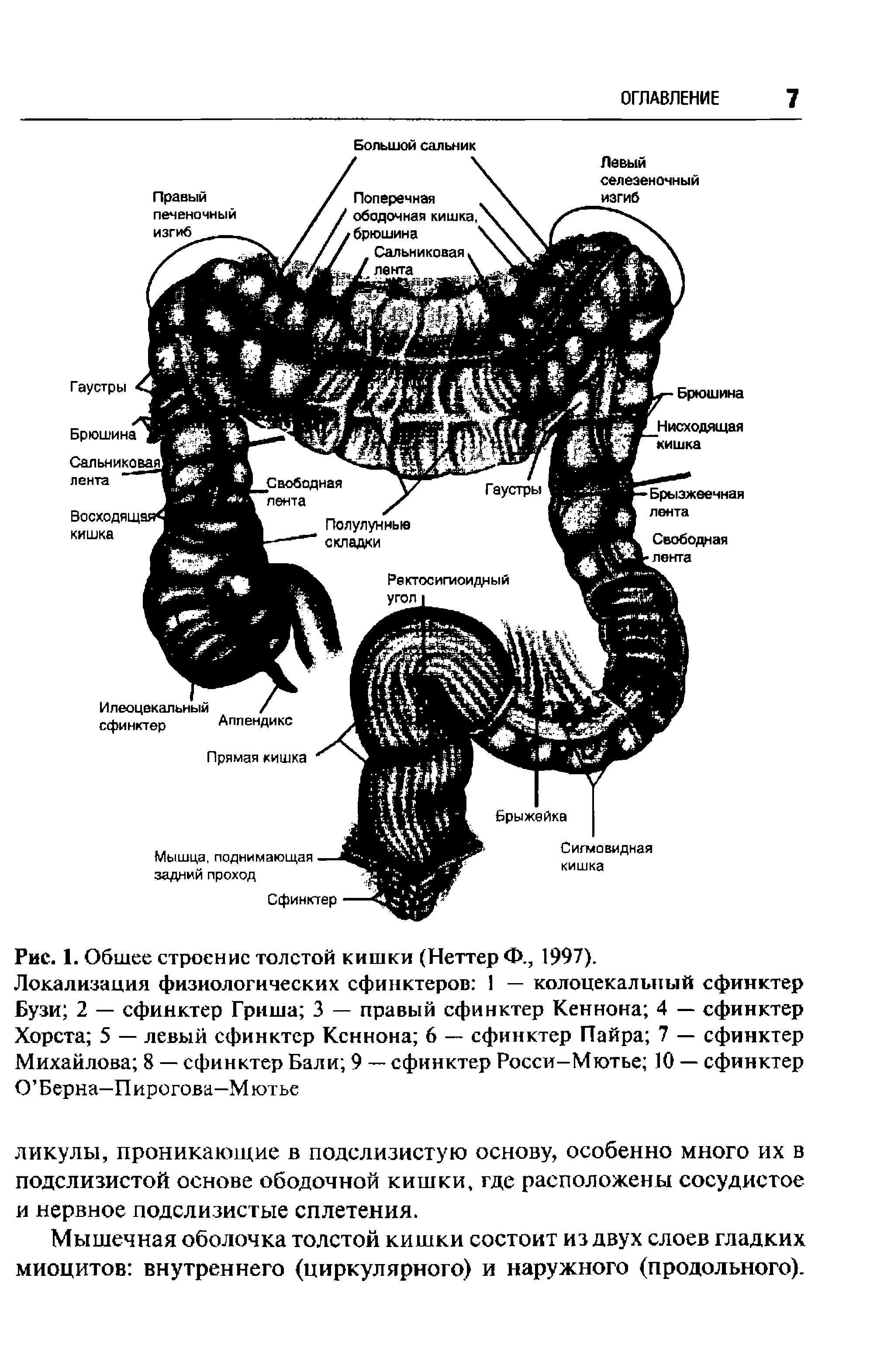 Схема кишечника женщины рисунок строение