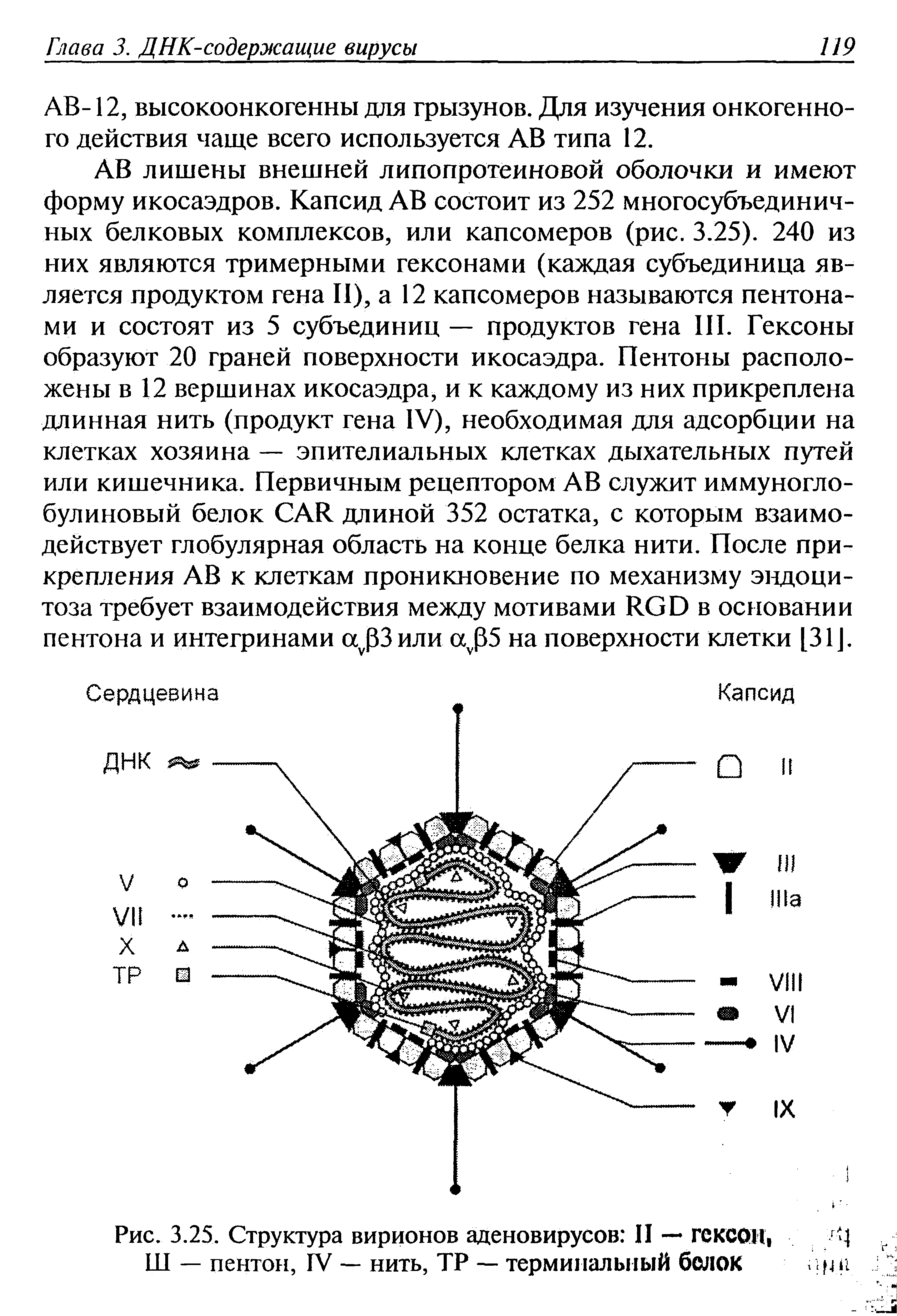 Рис. 3.25. Структура вирионов аденовирусов II — ГСКСОН 4 Ш — пентон, IV — нить, ТР — терминальный белок шн...