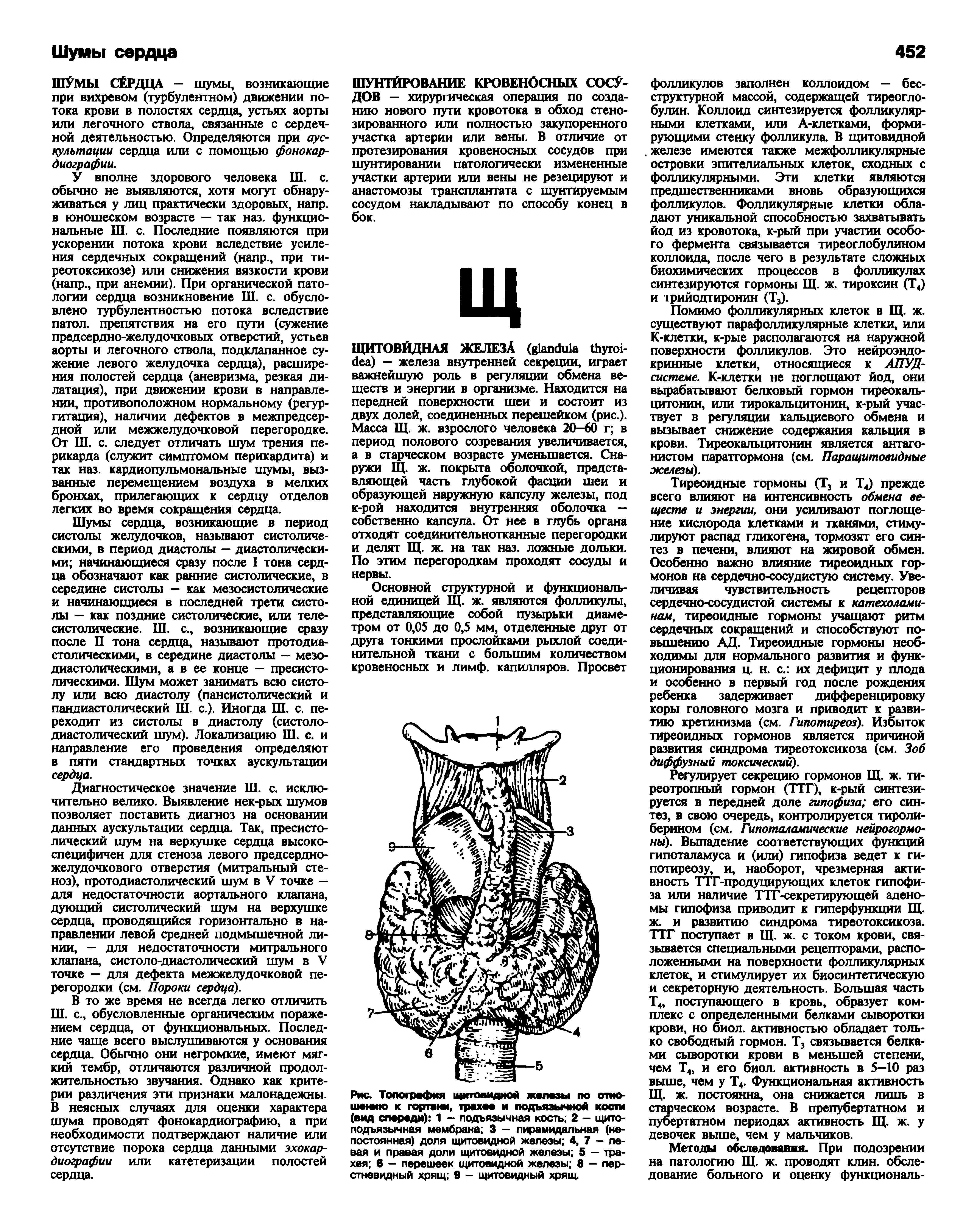 Рис. Топография щитовидной железы по отношению к гортани, трахее и подъязычной кости (вид спереди) 1 - подъязычная кость 2 - щитоподъязычная мембрана 3 — пирамидальная (непостоянная) доля щитовидной железы 4, 7 - левая и правая доли щитовидной железы 5 - трахея 6 — перешеек щитовидной железы 8 — перстневидный хрящ 9 — щитовидный хрящ.