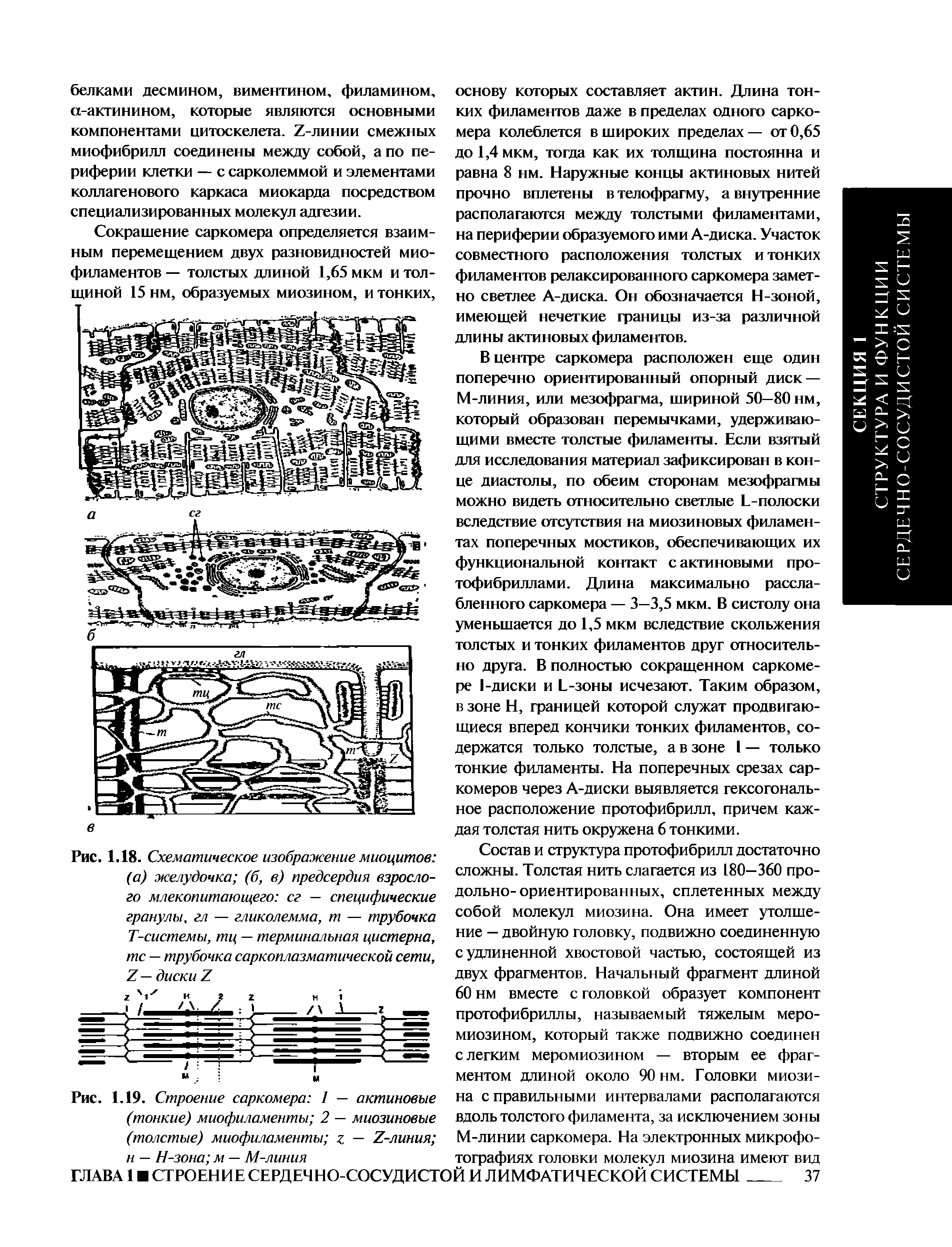 Рис. 1,19. Строение саркомера 1 — актиновые (тонкие) миофиламенты 2 — миозиновые (толстые) миофиламенты — 7-линия н — Н-зона м — М-линия...