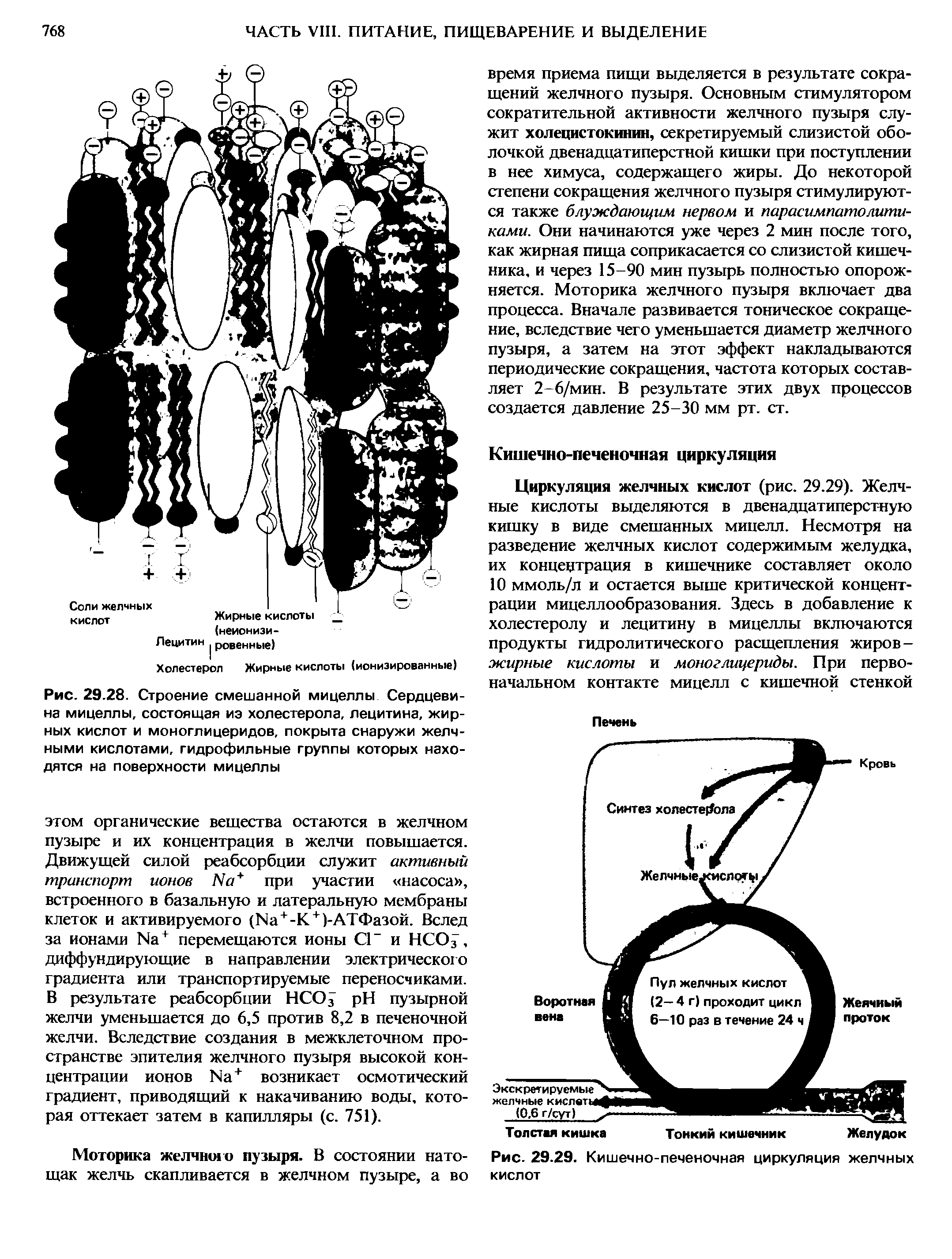 Рис. 29.28. Строение смешанной мицеллы Сердцевина мицеллы, состоящая иэ холестерола, лецитина, жирных кислот и моноглицеридов, покрыта снаружи желчными кислотами, гидрофильные группы которых находятся на поверхности мицеллы...