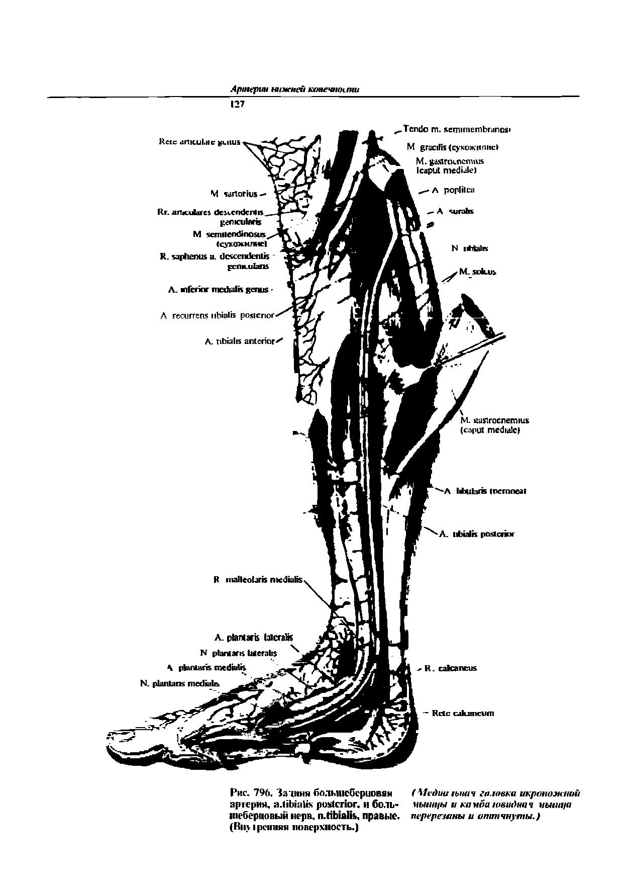 Рис. 796. Зачиня большеберцовая артерия, . , и боль шеберповый нерв, . , правые. (B поверхность.)...