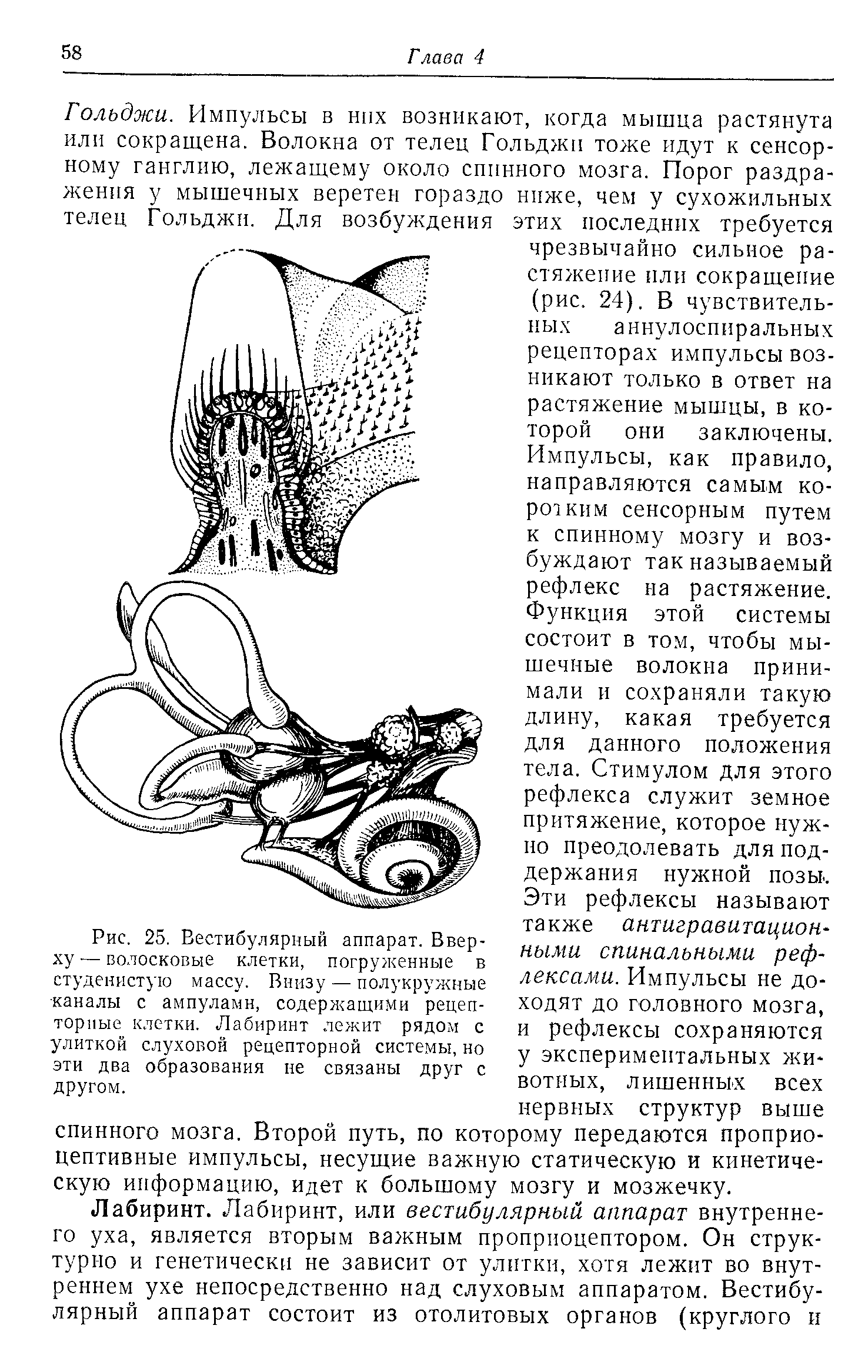 Рис. 25. Вестибулярный аппарат. Вверху — волосковые клетки, погруженные в студенистую массу. Внизу — полукружные каналы с ампулами, содержащими рецепторные клетки. Лабиринт лежит рядом с улиткой слуховой рецепторной системы,но эти два образования не связаны друг с другом.