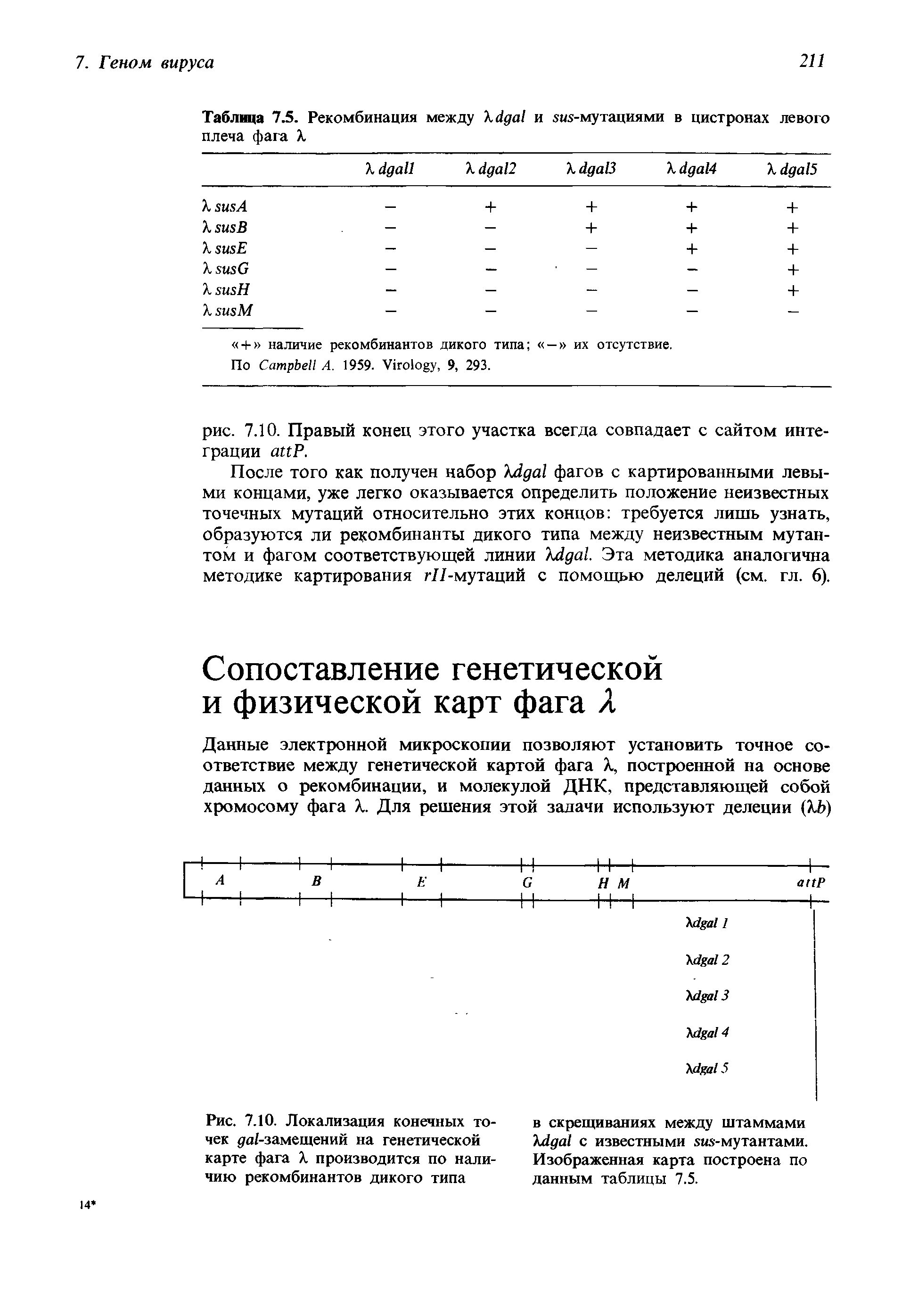 Рис. 7.10. Локализация конечных точек /-замещений на генетической карте фага X производится по наличию рекомбинантов дикого типа...