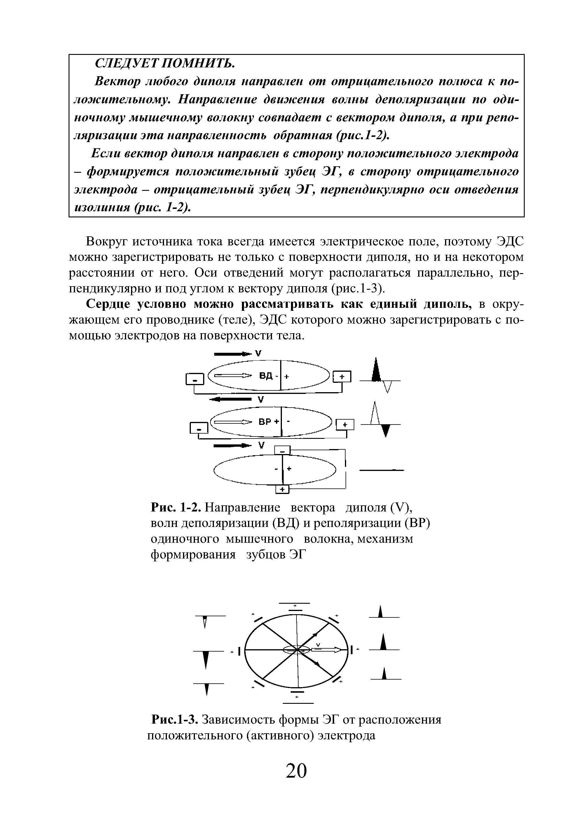 Рис. 1-2. Направление вектора диполя (V), волн деполяризации (ВД) и реполяризации (ВР) одиночного мышечного волокна, механизм формирования зубцов ЭГ...