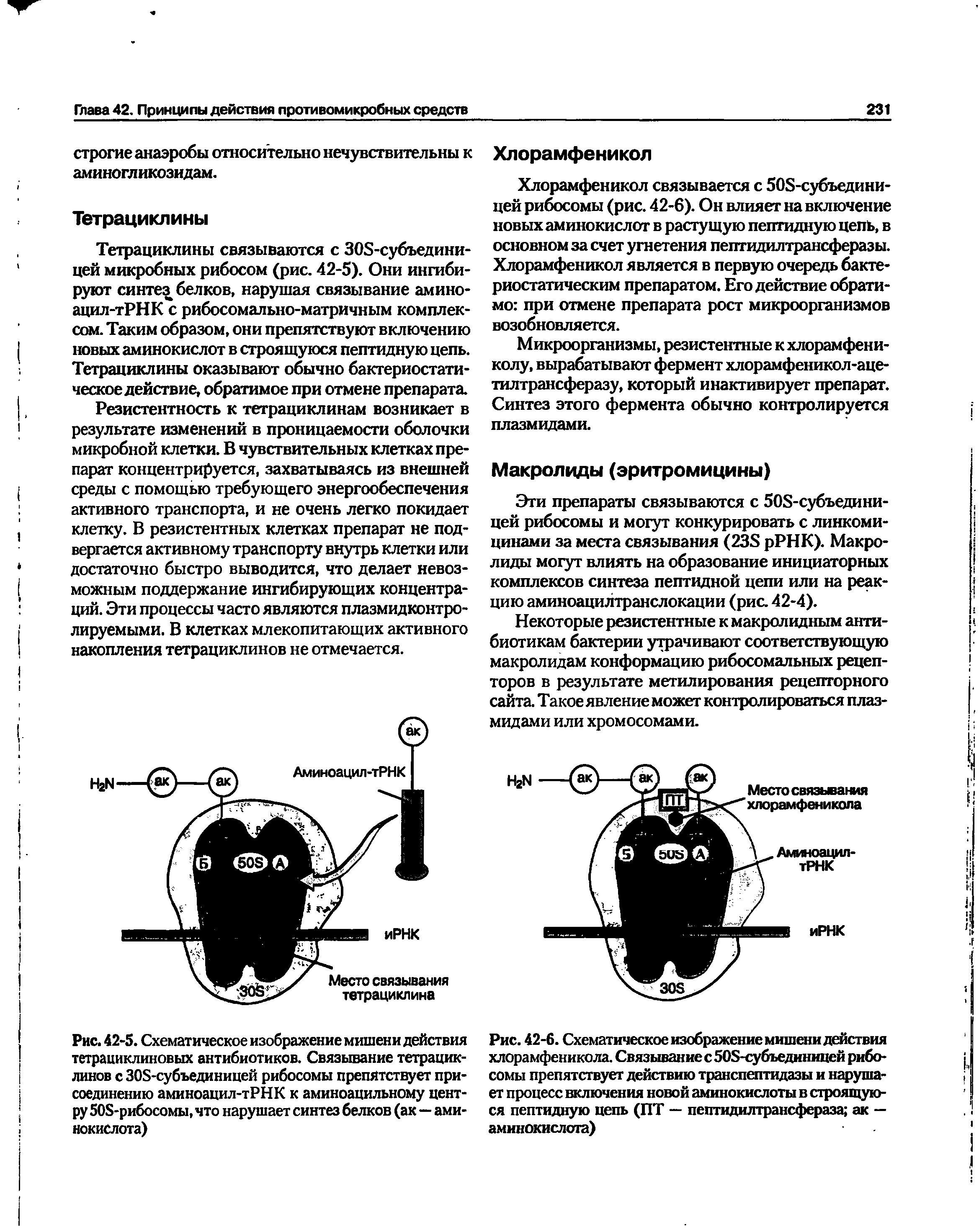 Рис. 42-5. Схематическое изображение мишени действия тетрациклиновых антибиотиков. Связывание тетрациклинов с ЗОБ-субъединицей рибосомы препятствует присоединению аминоацил-тРНК к аминоацильному центру 505-рибосомы, что нарушает синтез белков (ак—аминокислота)...