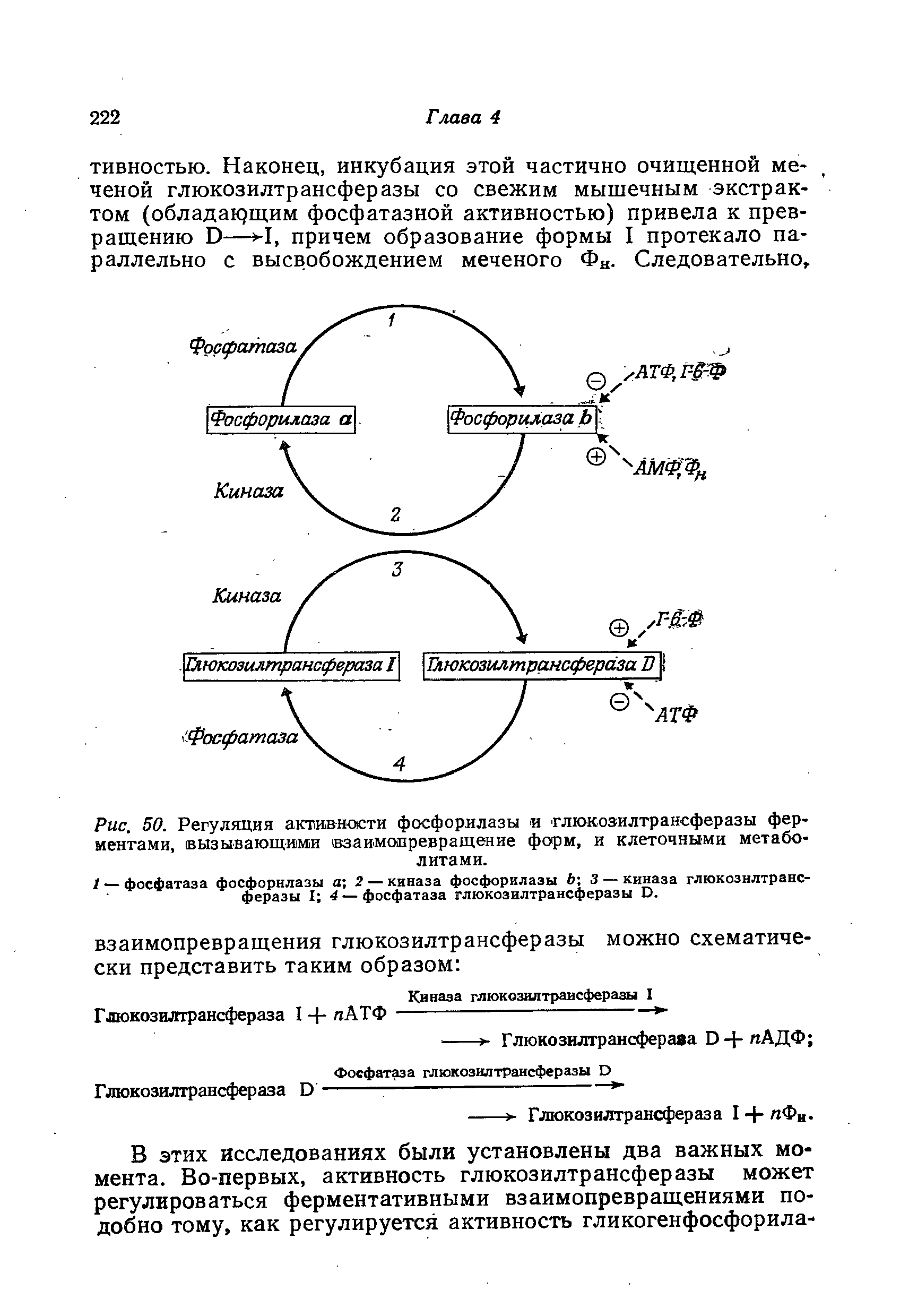 Рис. 50. Регуляция активности фосфорилазы и глюкозилтрансферазы ферментами, вызывающими взаимопревращение форм, и клеточными метаболитами.