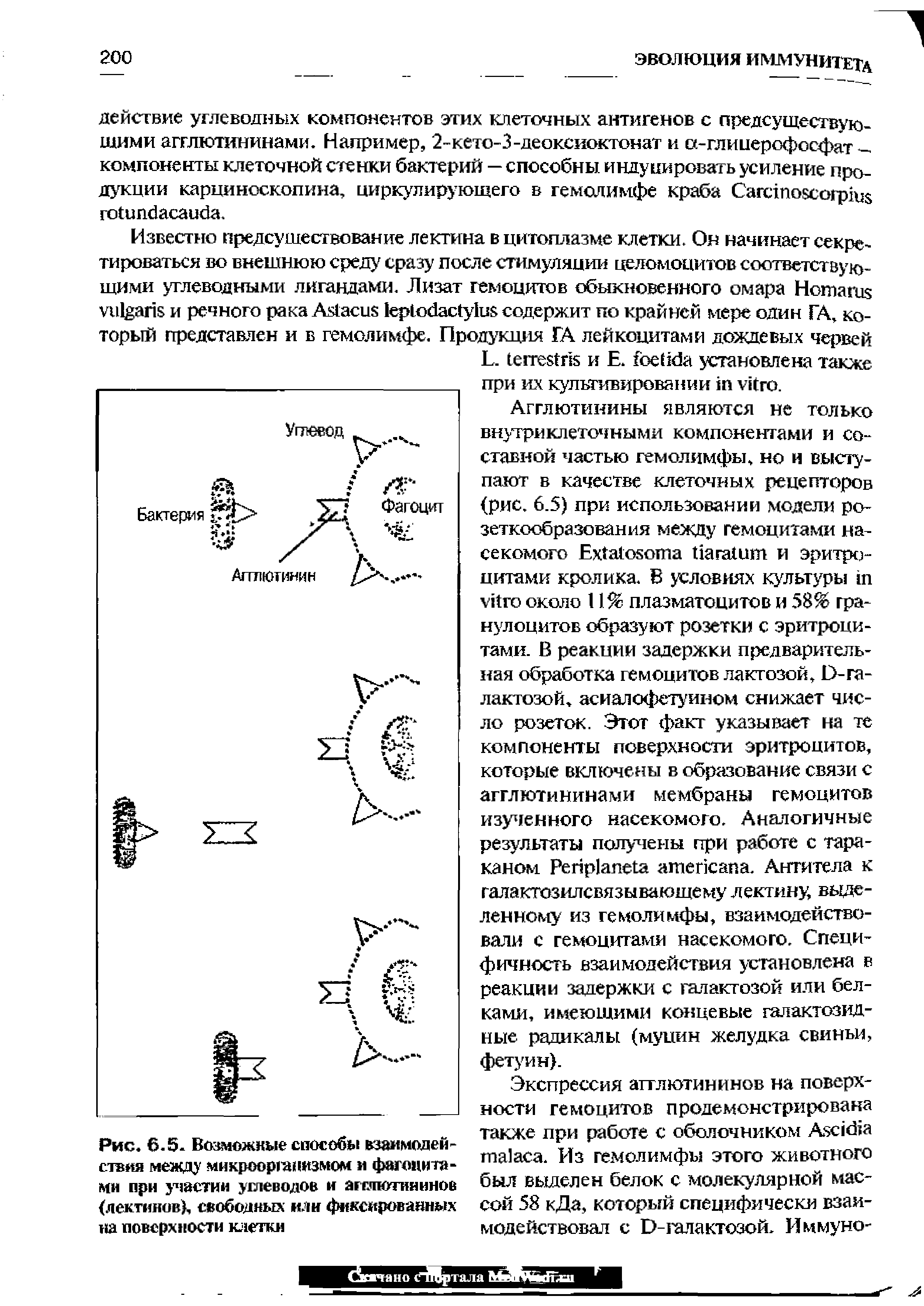 Рис. 6.5. Возможные способы взаимодействия между микроорганизмом и фагоцитами при участии углеводов и агглютининов (лектинов), свободных или фиксированных на поверхности клетки...