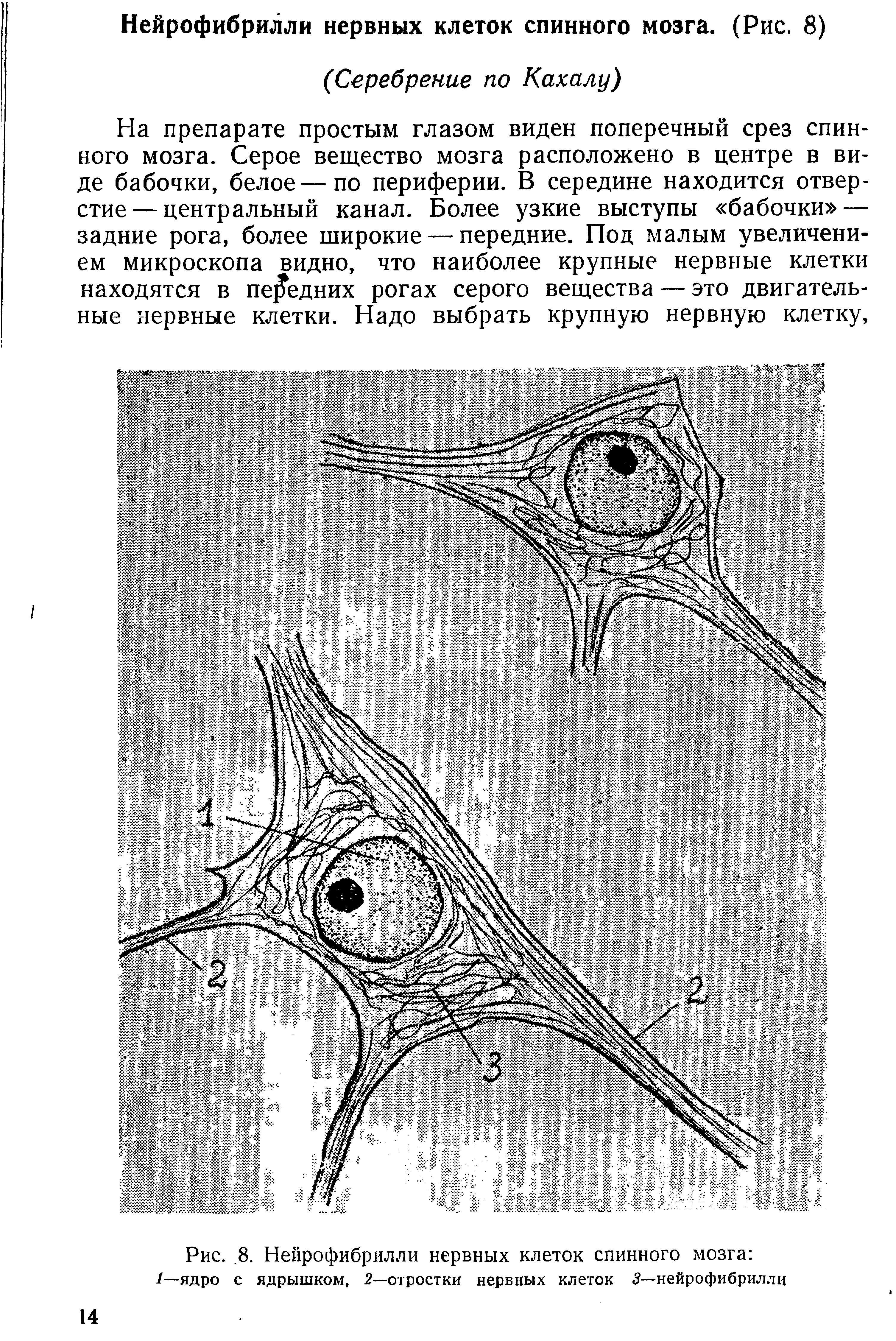 Рис., 8. Нейрофибрилл и нервных клеток спинного мозга /—ядро с ядрышком, 2—отростки нервных клеток 3—нейрофибрилли...