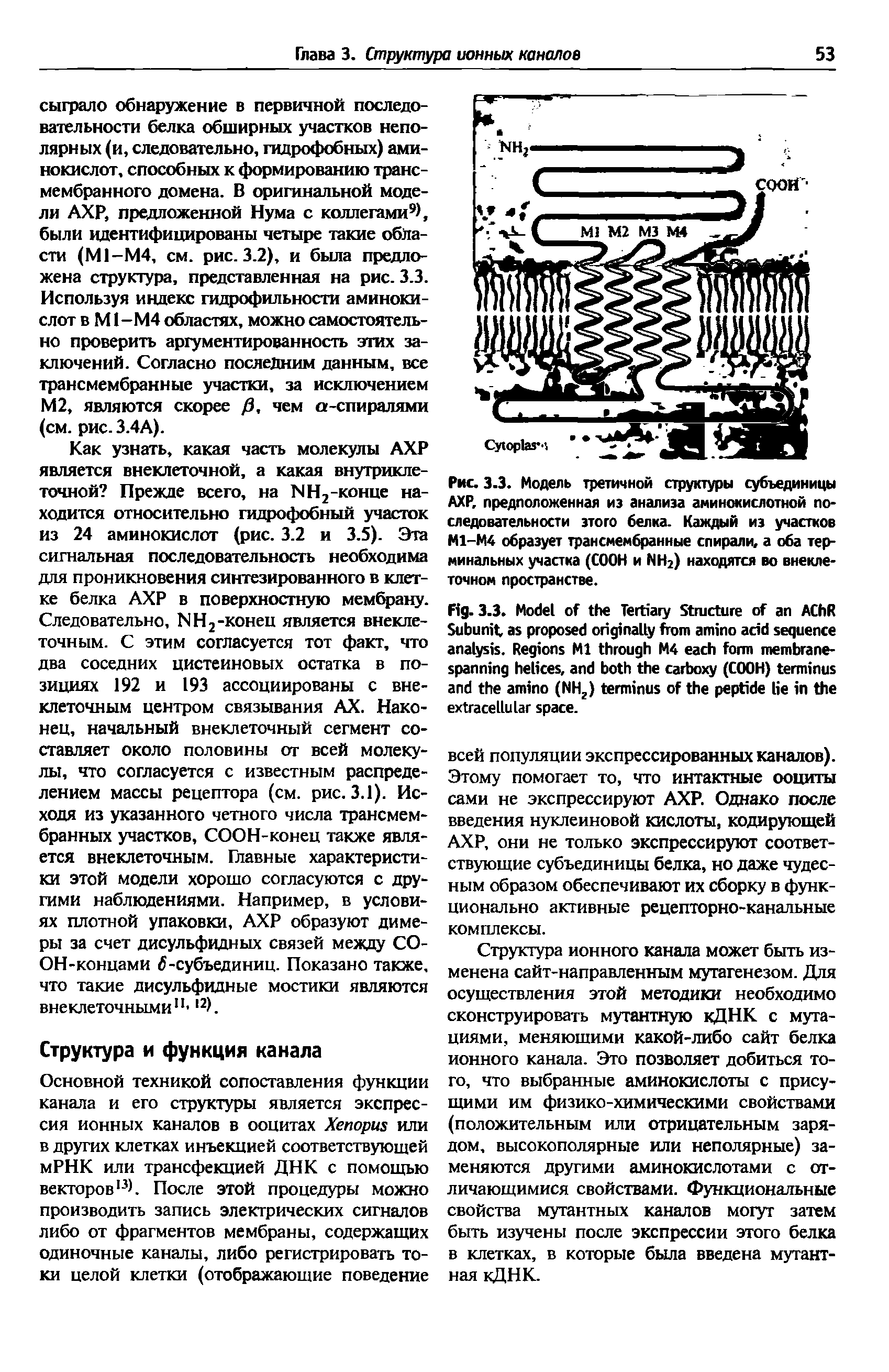 Рис. 3.3. Модель третичной структуры субъединицы АХР, предположенная из анализа аминокислотной последовательности этого белка. Каждый из участков М1-М4 образует трансмембранные спирали, а оба терминальных участка (СООН и NH2) находятся во внеклеточном пространстве.