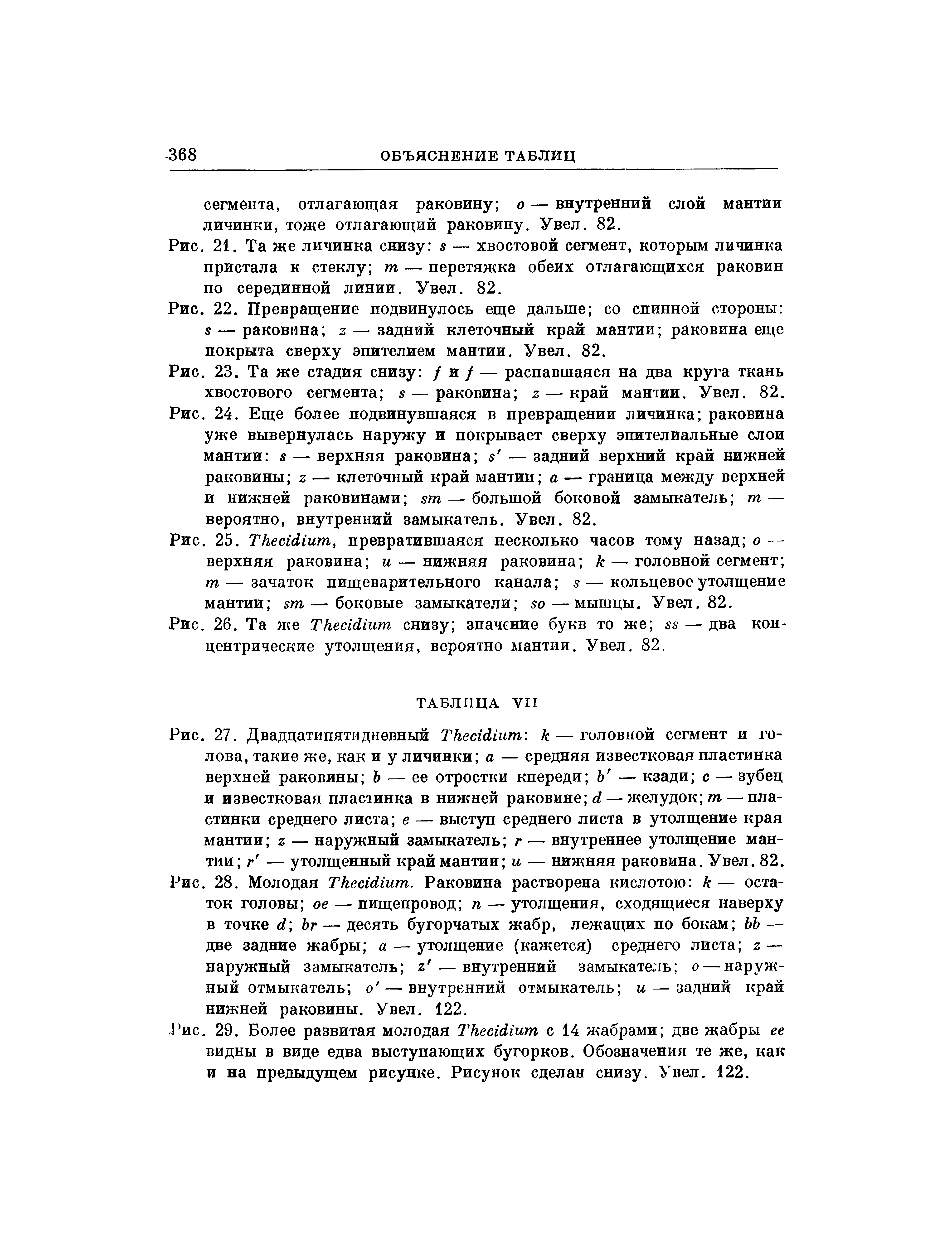 Рис. 25. ТкеыдЛит, превратившаяся несколько часов тому назад о — верхняя раковина и — нижняя раковина к — головной сегмент т — зачаток пищеварительного канала 5 — кольцевое утолщение мантии т—боковые замыкатели —мышцы. Увел. 82.